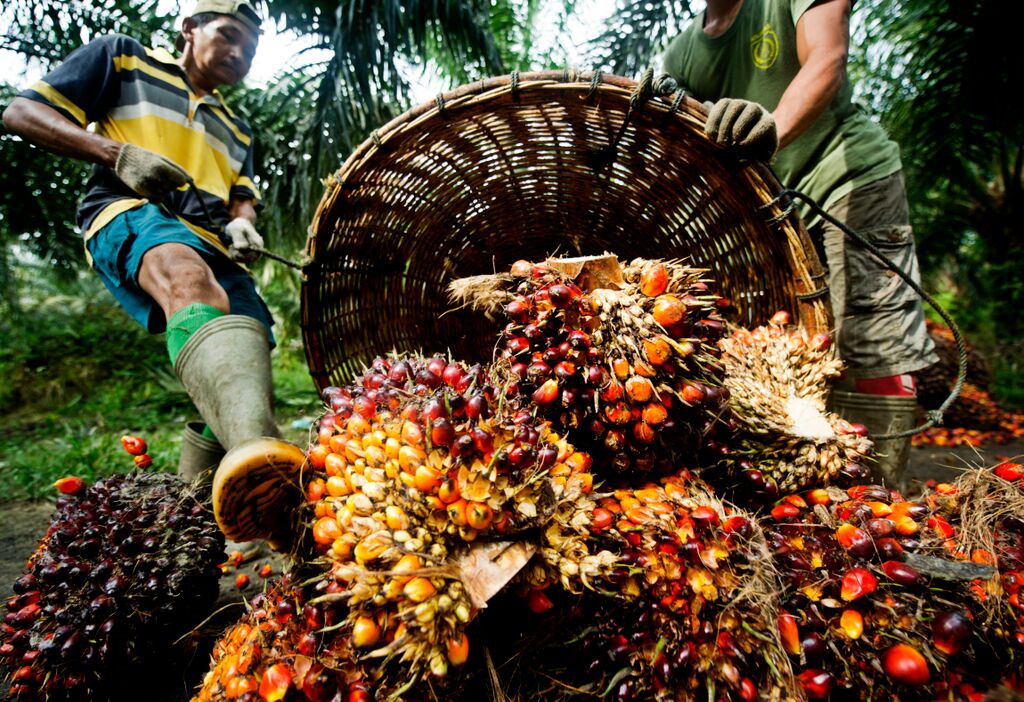 B50 Picu Kenaikan Kebutuhan CPO hingga 18,69 Juta Ton, Pemerintah Perkuat Hulu Perkebunan - Implementasi B50 diproyeksikan meningkatkan kebutuhan CPO hingga 18,69 juta ton, pemerintah memperkuat sektor hulu sawit untuk menjaga pasokan nasional.
