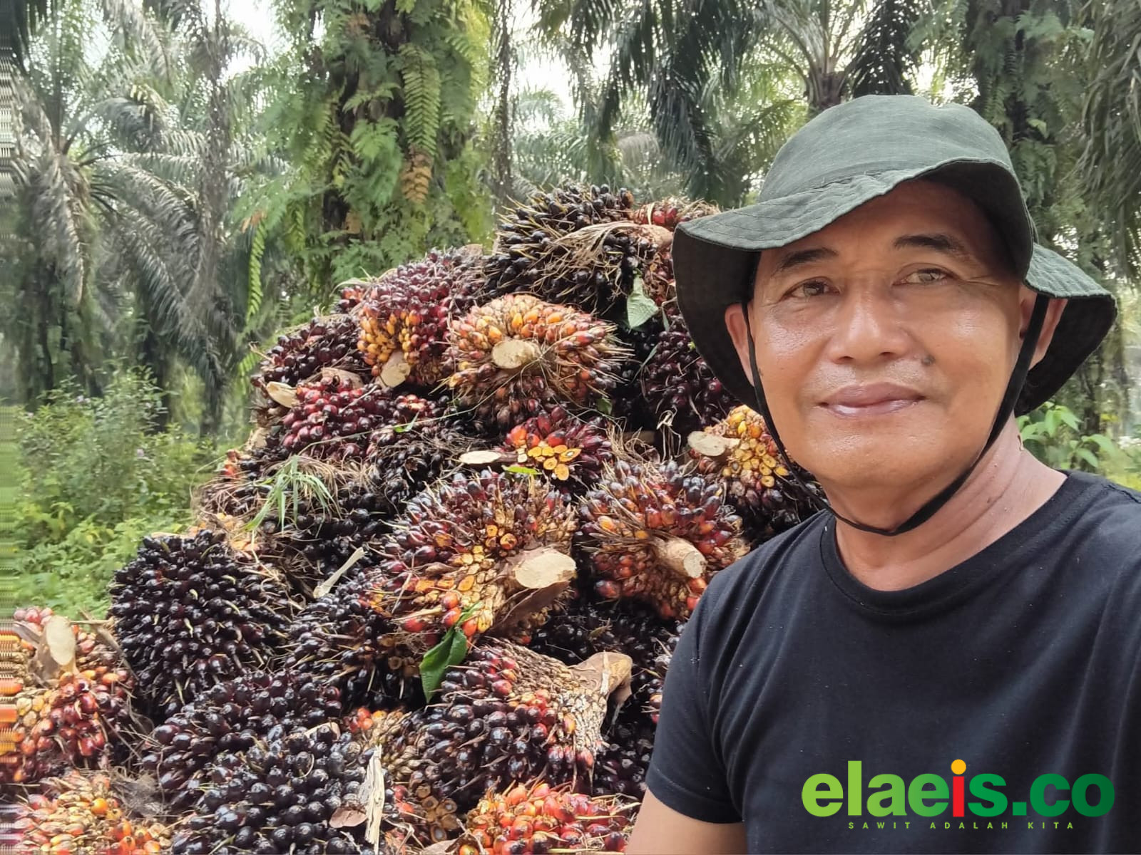 Harga Turun hingga Rp1.000/Kg, APKASINDO Soroti Dugaan Kecurangan PKS - Dewan Pengurus Daerah Asosiasi Petani Kelapa Sawit Indonesia (APKASINDO) Kabupaten Sijunjung memprotes sejumlah Pabrik Kelapa Sawit (PKS) yang dinilai menurunkan harga pembelian Tandan Buah Segar (TBS