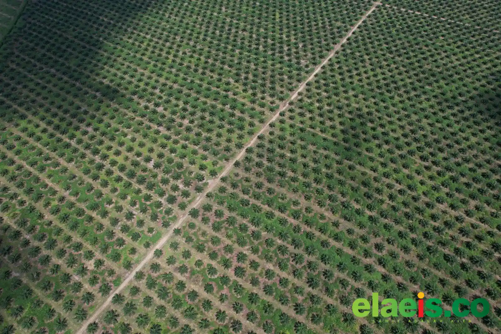 Produksi Sawit Nasional Stagnan, PalmCo Dorong Transformasi Sawit Rakyat Hadapi B50 dan Tuntutan Global