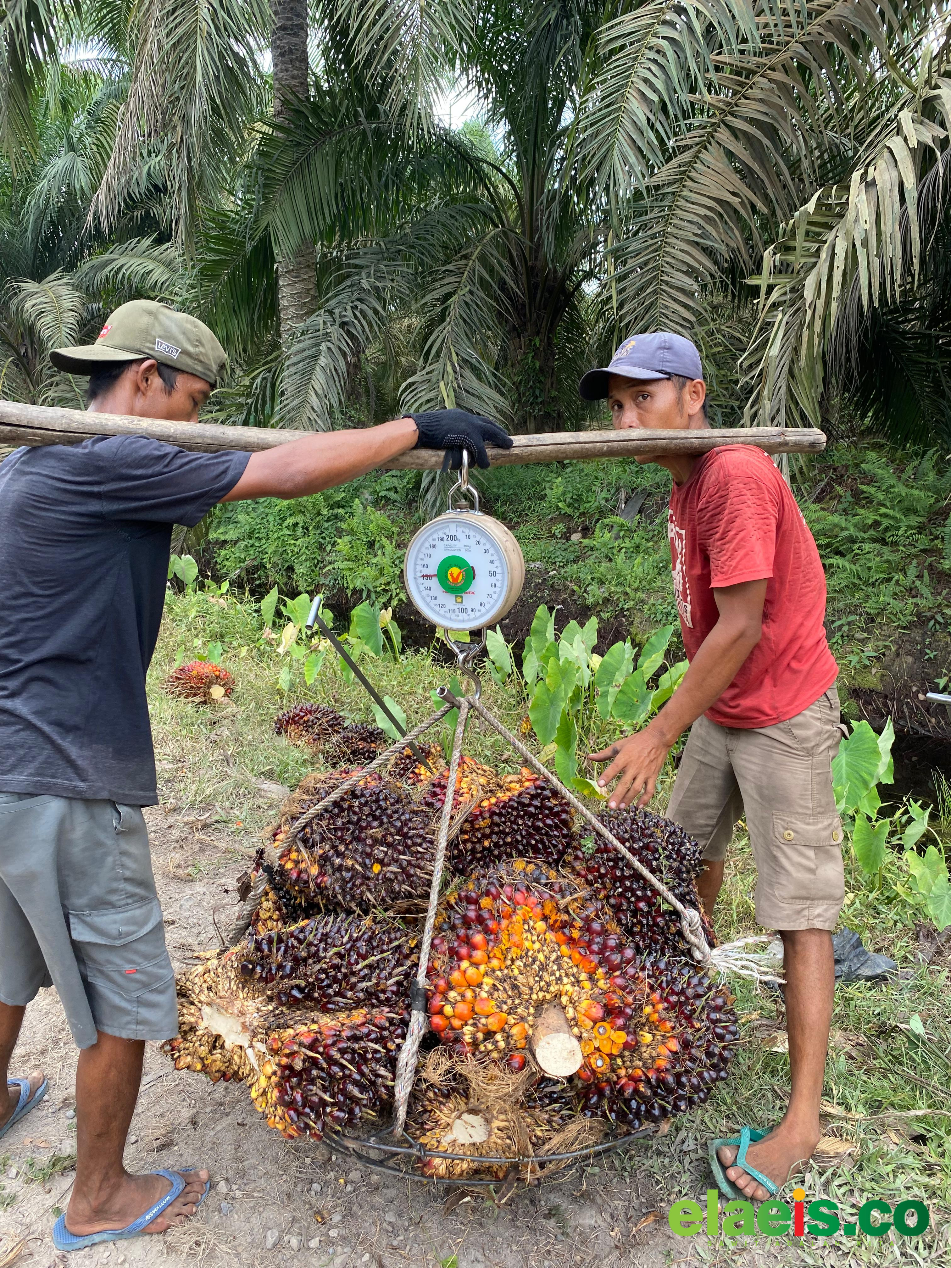 Ditengah Hangatnya Pembahasan Ekspor Satu Pintu, Harga Sawit Plasma Riau Malah Naik - Harga kelapa sawit kemitraan plasma di provinsi Riau mengalami kenaikan Minggu ini. Ini tentu jadi angin segar bagi petani sawit plasma di tengah hangatnya pembahasan pengambil alihan eskpor menjadi s