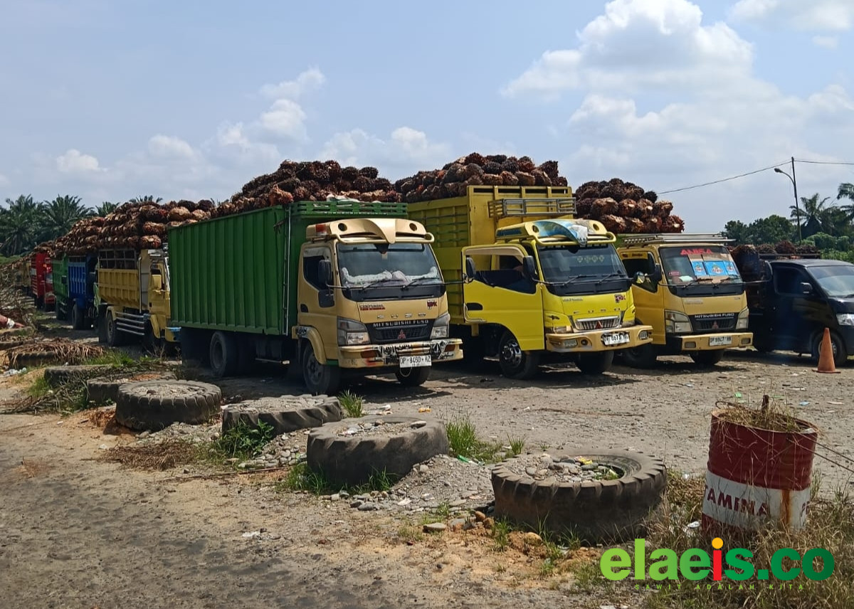 Terkait Antrean dan Harga Sawit Anjlok, Disbun Sulbar Perkuat Pengawasan Intensif - Dinas Perkebunan Provinsi Sulawesi Barat (Sulbar) mengaku tengah melakukan koordinasi dengan sejumlah dinas yang membidangi perkebunan di kabupaten terkait antrean panjang dan anjloknya harga kelapa s