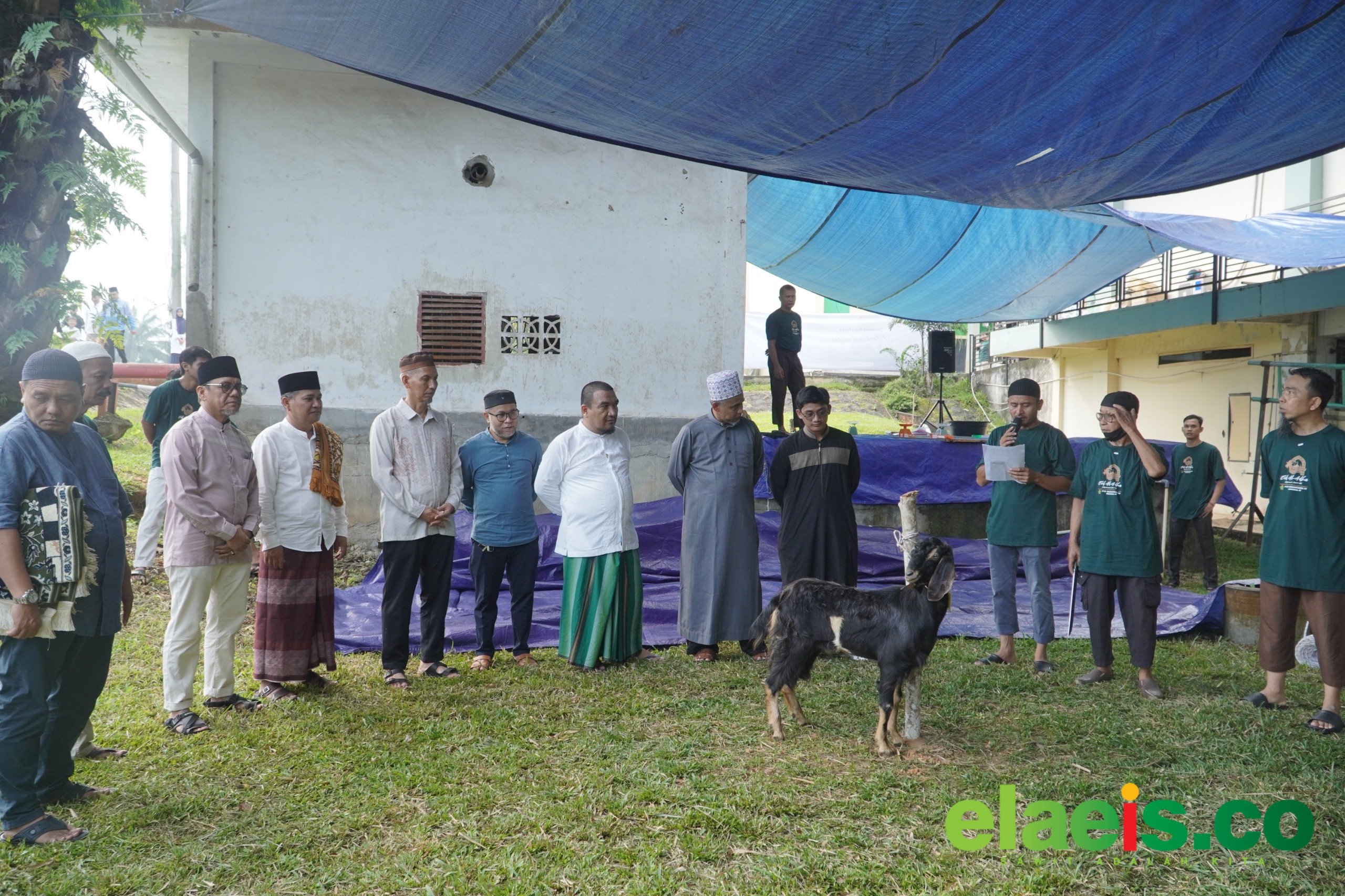 Idul Adha 1447 H, PTPN IV Regional IV Sembelih 7 Sapi dan 3 Kambing Kurban untuk Warga dan Karyawan - Manajemen PT Perkebunan Nusantara (PTPN IV) Regional IV Jambi-Sumbar memaknai Hari Raya Iduladha atau Hari Raya Kurban sebagai bentuk keimanan, ketaatan, ketakwaan, dan pengorbanan ego manusia demi Al