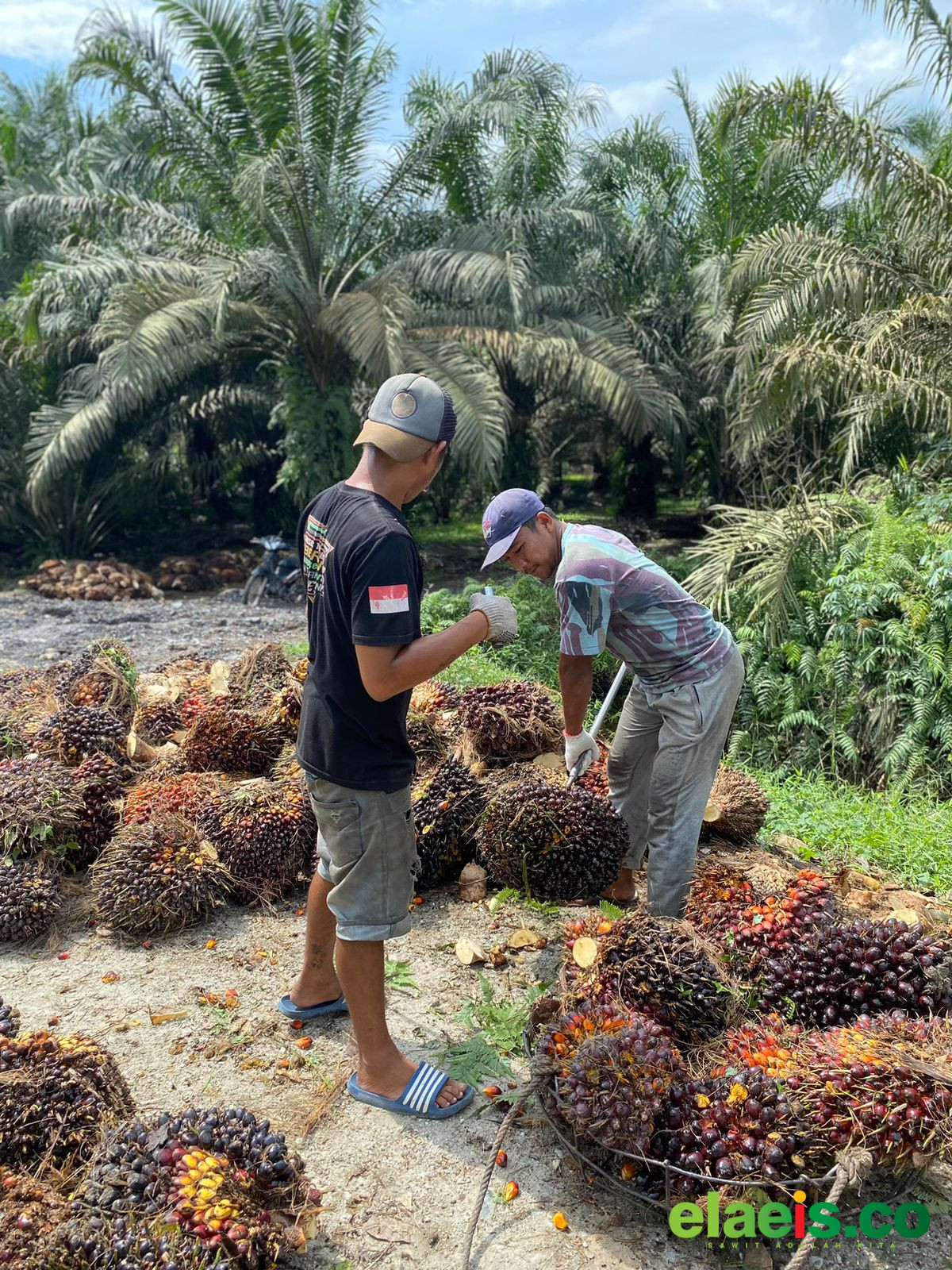 Gawat, Harga Sawit Plasma Sumut Anjlok Sampai Rp649,80/kg - Baru mulai merangkak naik Minggu kemarin, harga kelapa sawit plasma di Sumatera Utara (Sumut) Minggu ini justru anjlok. Tak tanggung-tanggung turun sebesar Rp649,80/kg dari periode lalu.