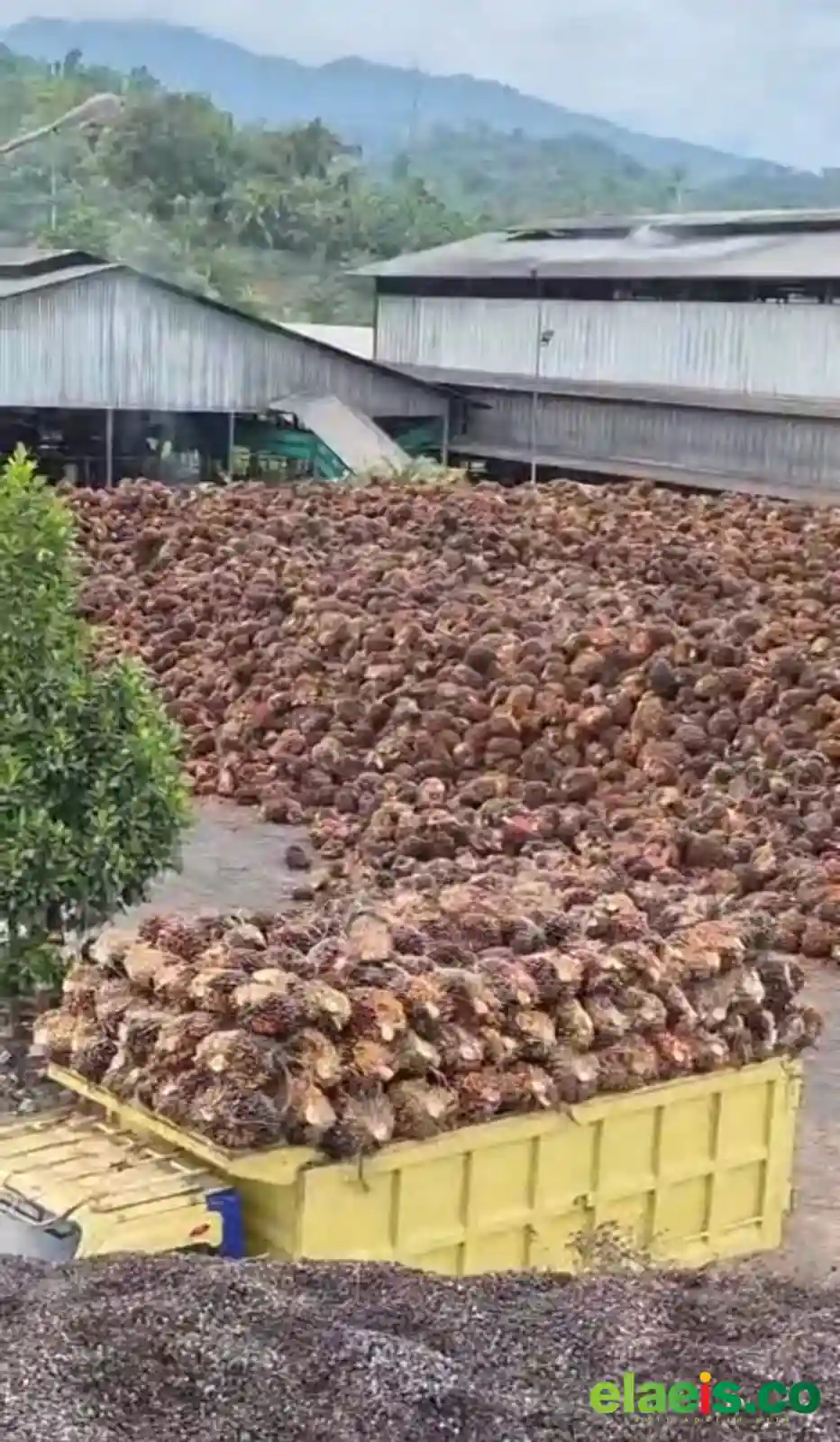 Petani Sawit dijadikan Tumbal  Kebijakan Ekspor Satu Pintu
