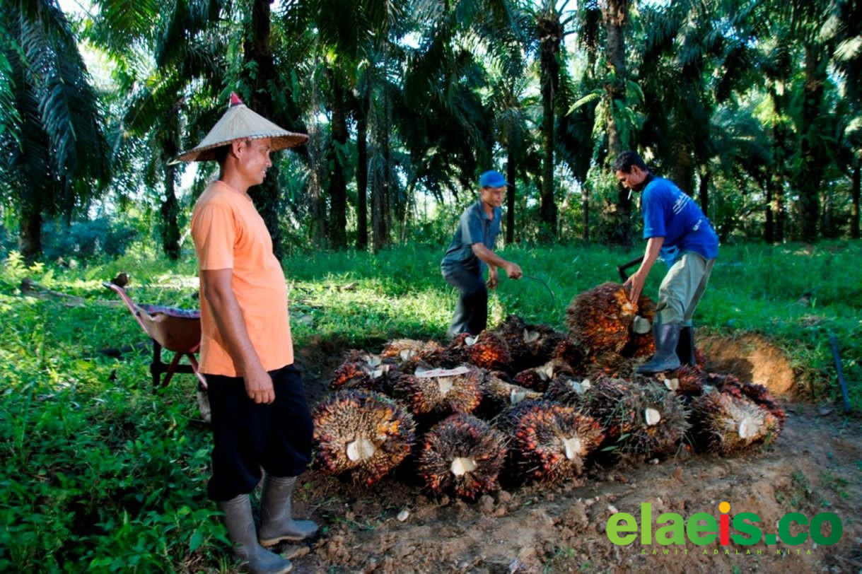 Harga Sawit Sempat Tertekan, PTPN IV PalmCo Jaga Serapan TBS Petani Sesuai Aturan - Polemik anjloknya harga tandan buah segar (TBS) kelapa sawit di tingkat petani kembali mencuat dalam beberapa pekan terakhir. Kementerian Pertanian (Kementan) bahkan mengancam memberikan sanksi hingga