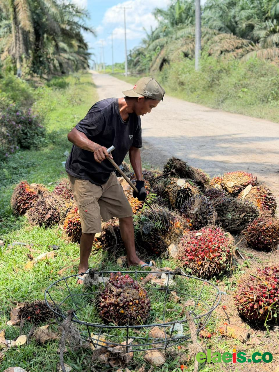 Harga Sawit di Sumbar Berangsur Membaik