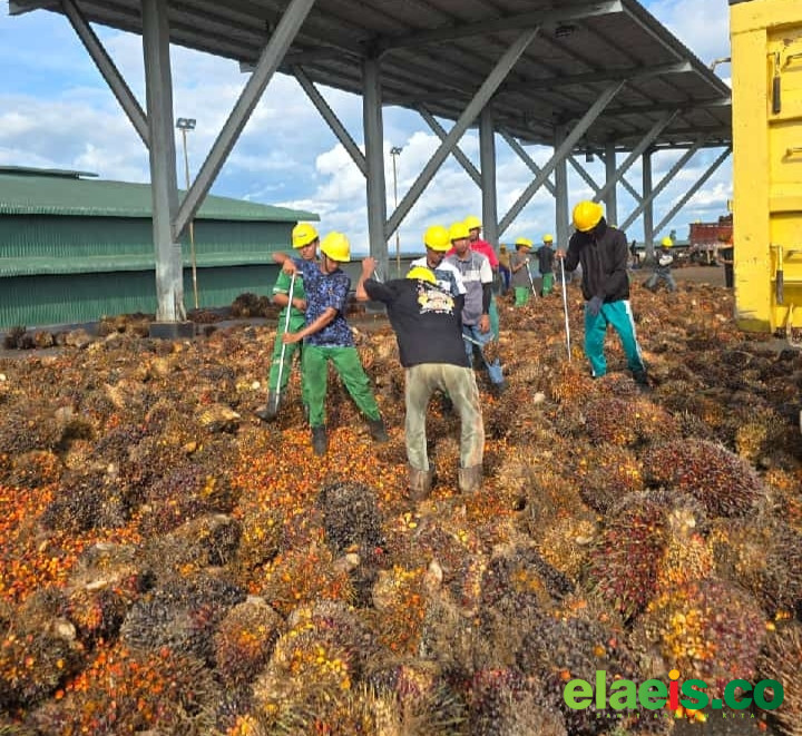 Gapki Riau Pastikan Tidak Ada Permainan Harga di PKS Anggotanya - Gabungan Perusahaan Kelapa Sawit Indonesia (Gapki) Riau memastikan bahwa tidak ada Pabrik Kelapa Sawit (PKS) anggotanya yang mematok harga secara sepihak. Dimana harga pembelian TBS kelapa sawit petan