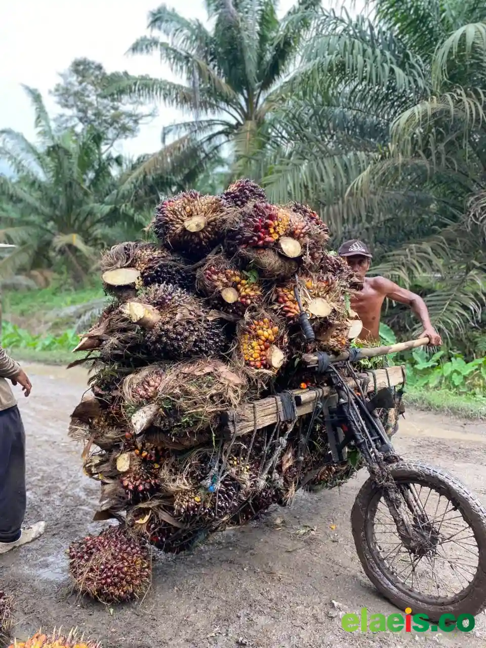 Harga CPO dan Kernel Melemah, Harga Sawit Swadaya Riau Turut Anjlok