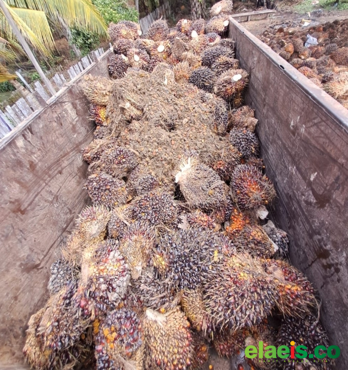 Sepekan Ini, Sawit Sumbar Dibeli Rp3.855,31/kg - Pekan ini harga kelapa sawit di Sumbar ditetapkan Dinas Perkebunan Sumbar sebesar Rp3.855,31/kg. Harga ini dinilai sudah mulai membaik dibandingkan periode sebelumnya.
