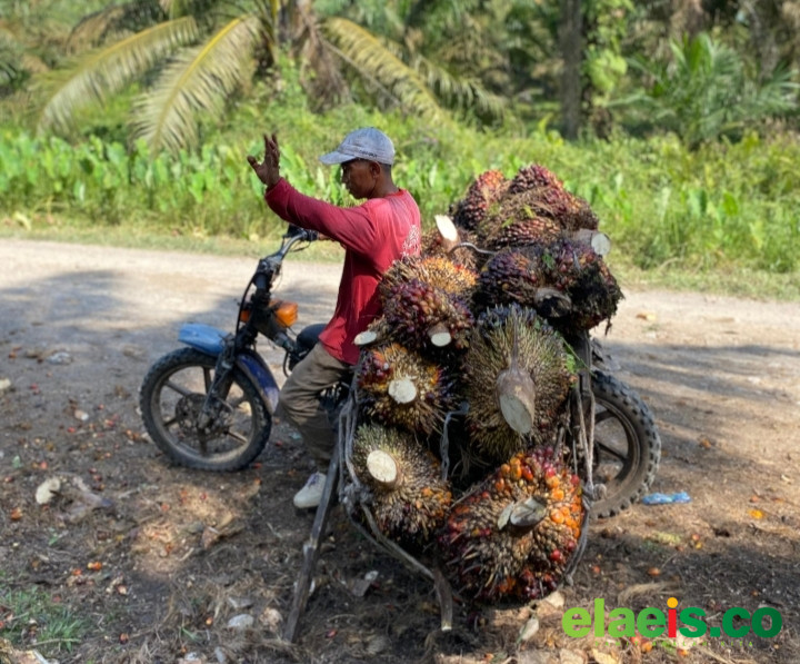 Jarak dan Perbedaan Harga Buat Petani Aceh Tamiang Jual Sawit ke Sumut - Sebagian petani kelapa sawit di Provinsi Aceh, menjual tandan buah segar (TBS) kelapa sawitnya hingga ke provinsi Sumatera Utara (Sumut). Hal ini terjadi di Kabupaten Aceh Tamiang yang memang berbatas