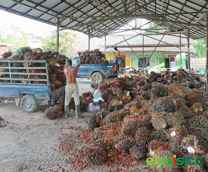 Minggu Kedua, Harga Sawit Jambi Dibeli Rp3.440,77/kg - Harga kelapa sawit di Provinsi Jambi masih terbilang moncer. Periode ini harga tertinggi dibandrol Rp3.440,77/kg.
