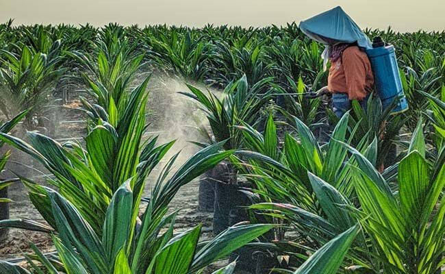 Dolar Meroket dan Harga Minyak Melambung, Industri Benih-Pestisida Masuk Mode Survival - Gejolak perang di Timur Tengah memicu lonjakan harga bahan baku benih dan pestisida, membuat industri agroinput nasional masuk mode bertahan.