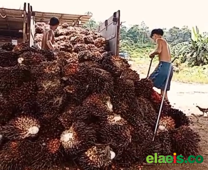 Sempat Anjlok Hingga Rp1.000/kg, Harga Sawit Aceh Berangsur Normal - Harga kelapa sawit di Provinsi Aceh sempat amblas hingga Rp1.000/kg usai lahirnya PEraturan Presiden (PP) mengenai ekspor satu pintu melalui BUMN. Kondisi tersebut sempat membuat petani gelisah lantar