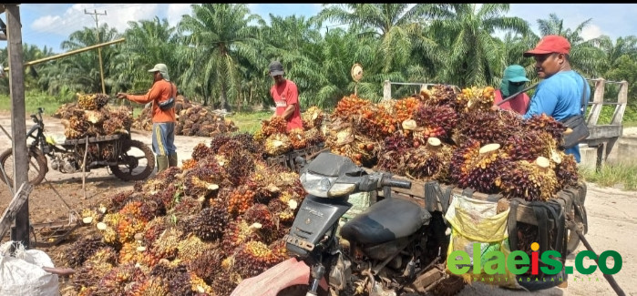 Serapan Produksi Sawit Masih Aman di Riau - Produksi kebun kelapa sawit di Riau mulai mengalami pergerakan positif saat ini. Hingga saat ini di sejumlah kabupaten yang menjadi sentra perkebunan kelapa sawit, produksi kelapa sawit mengalami kena