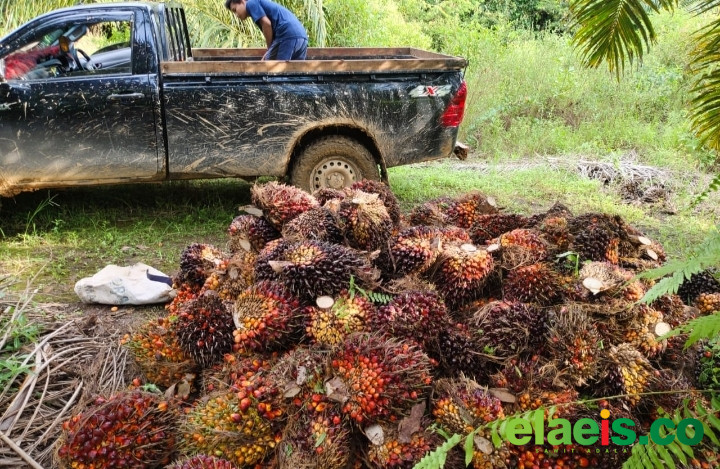 Turun Lagi, Harga Sawit Plasma Riau Dibeli Rp3.768,52/kg Periode Ini