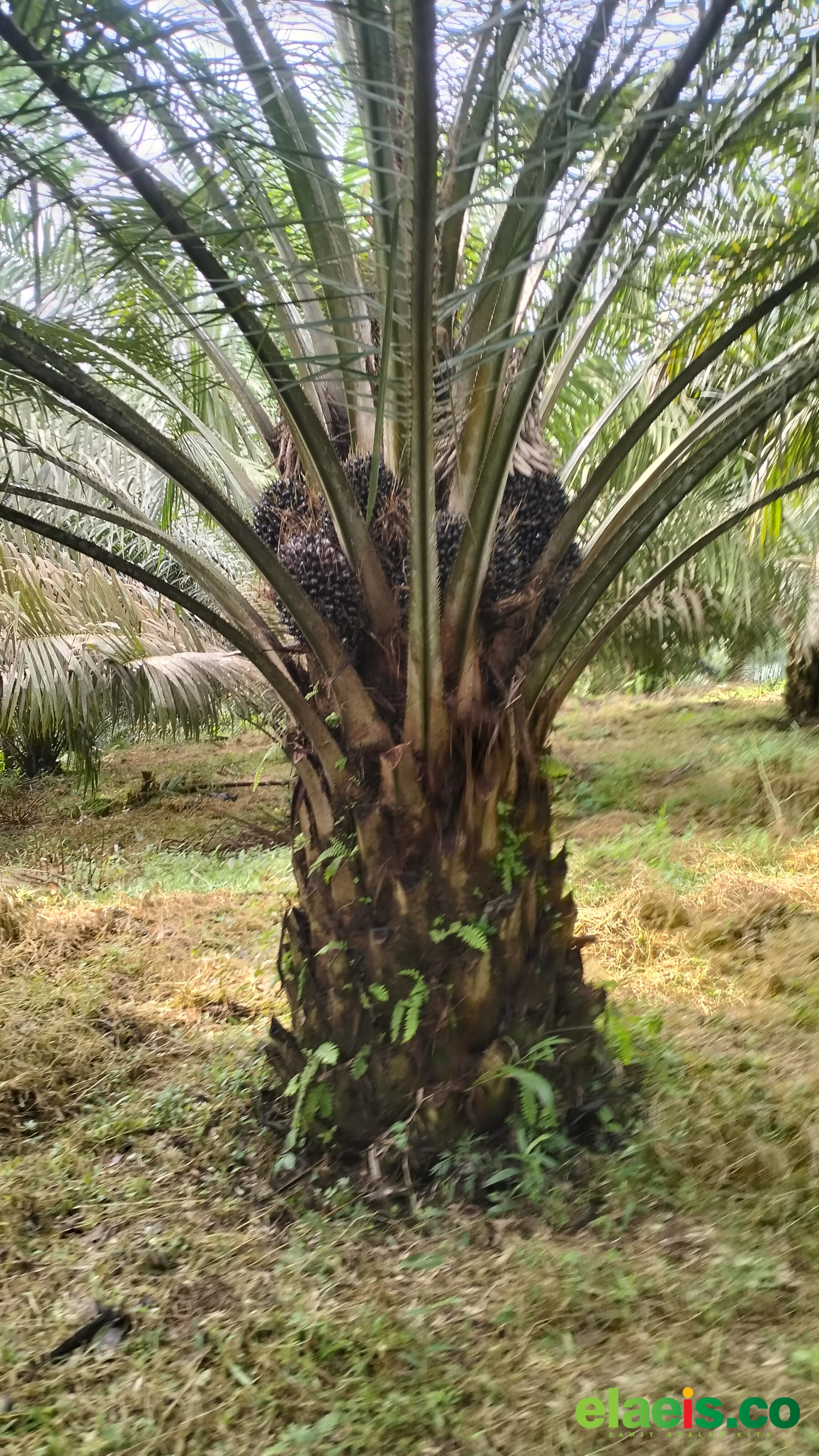 Produksi Merangkak Naik, Harga Sawit di Banten Juga Mulai Menggeliat - Petani kelapa sawit di Banten mulai kembali sumringah periode ini. Bagaimana tidak, disaat produksi mulai meningkat, harga sawit juga bergerak naik.