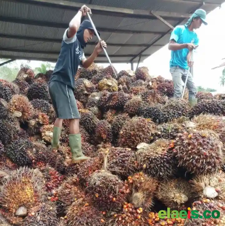 Sawit Swadaya Sumut Dibeli Rp2.450–Rp3.150/kg
