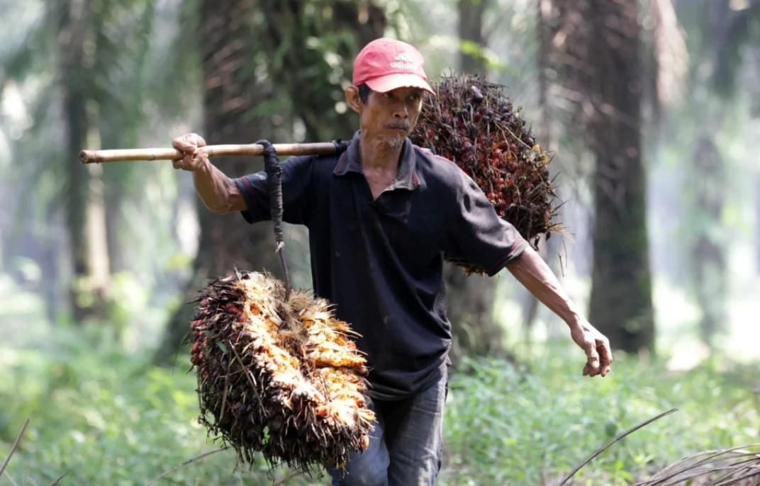 Begini Cara Kementan Lindungi Petani Sawit dari Permainan Harga TBS - Kementan mengungkap skema penguatan tata niaga sawit untuk memastikan harga TBS petani tetap stabil, adil, dan tidak mudah dimainkan pasar.