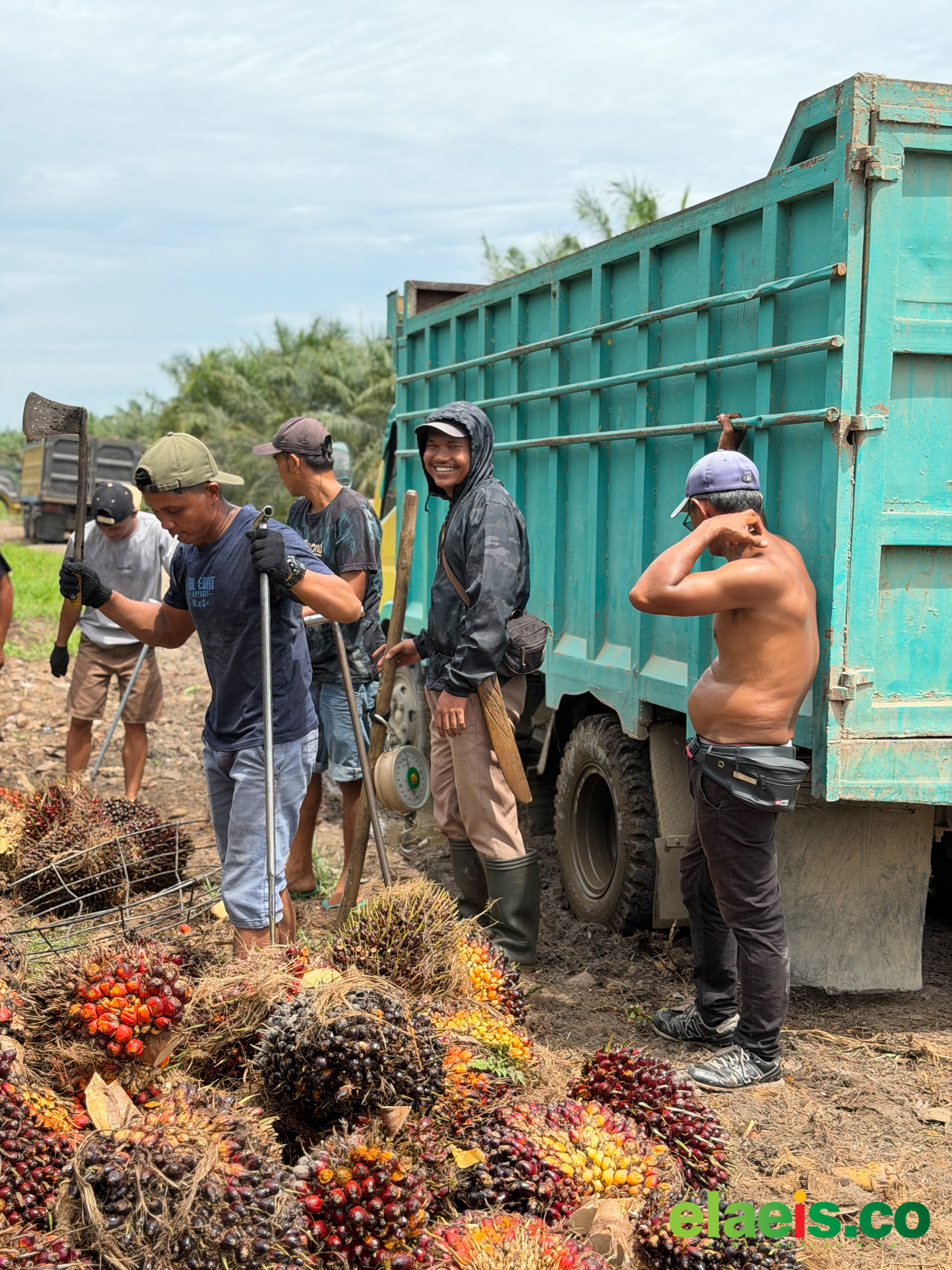 Periode Pertama Juni, Harga Sawit Sumsel Rp3.592,07/kg - Harga kelapa sawit di Provinsi Sumatera Selatan (Sumsel) periode pertama Juni 2026 dibandrol Rp3.592,07/kg. Harga ini berlaku untuk kelapa sawit petani plasma di wilayah tersebut.