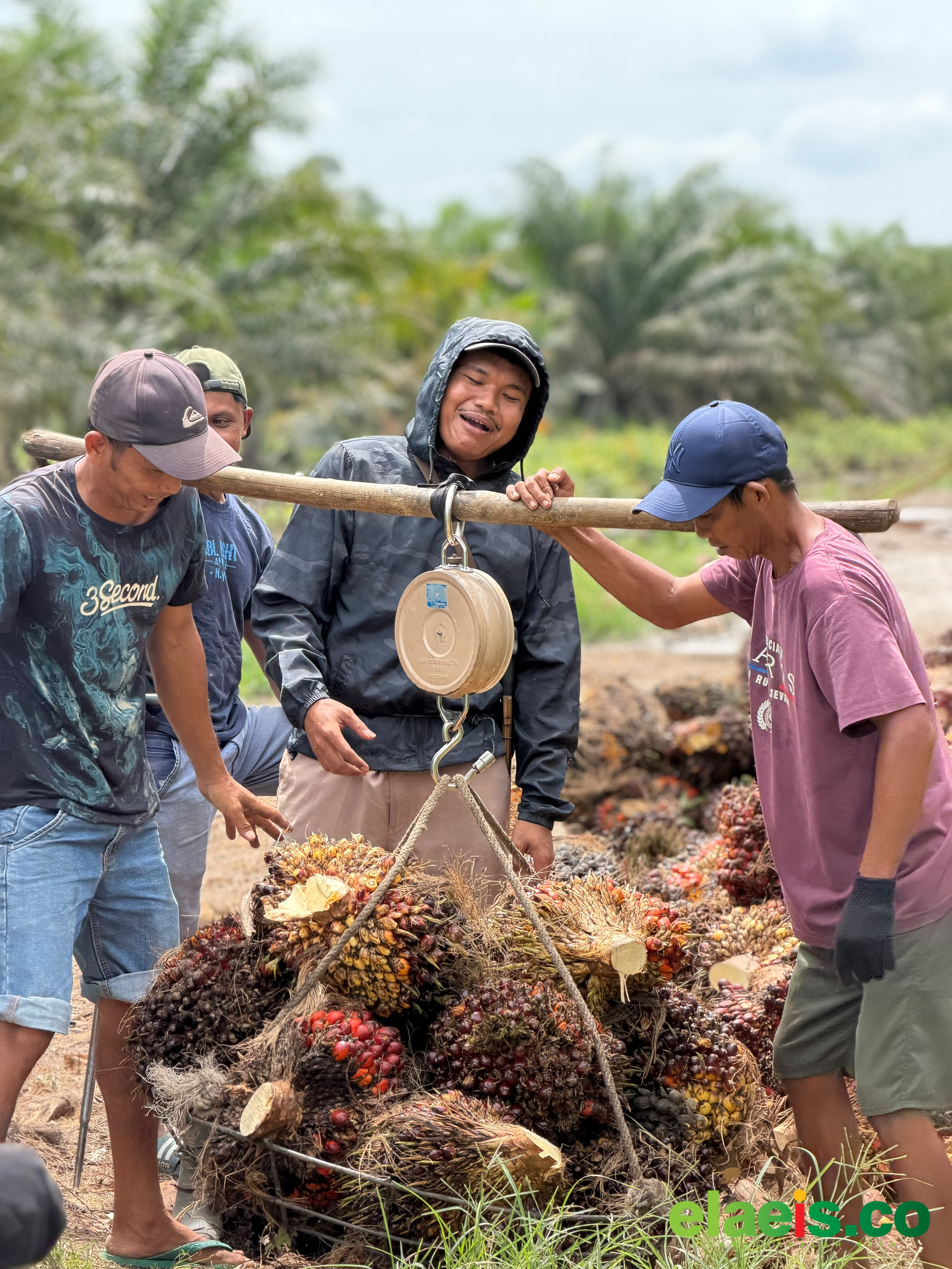 Diawasi Ketat, Segini Harga Sawit di Kaltim - Pemerintah Provinsi Kalimantan Timur (Kaltim) berupaya terus melakukan pengawasan ketat terhadap harga tandan buah segar (TBS) kelapa sawit. Ini bertujuan agar petani tidak dirugikan.