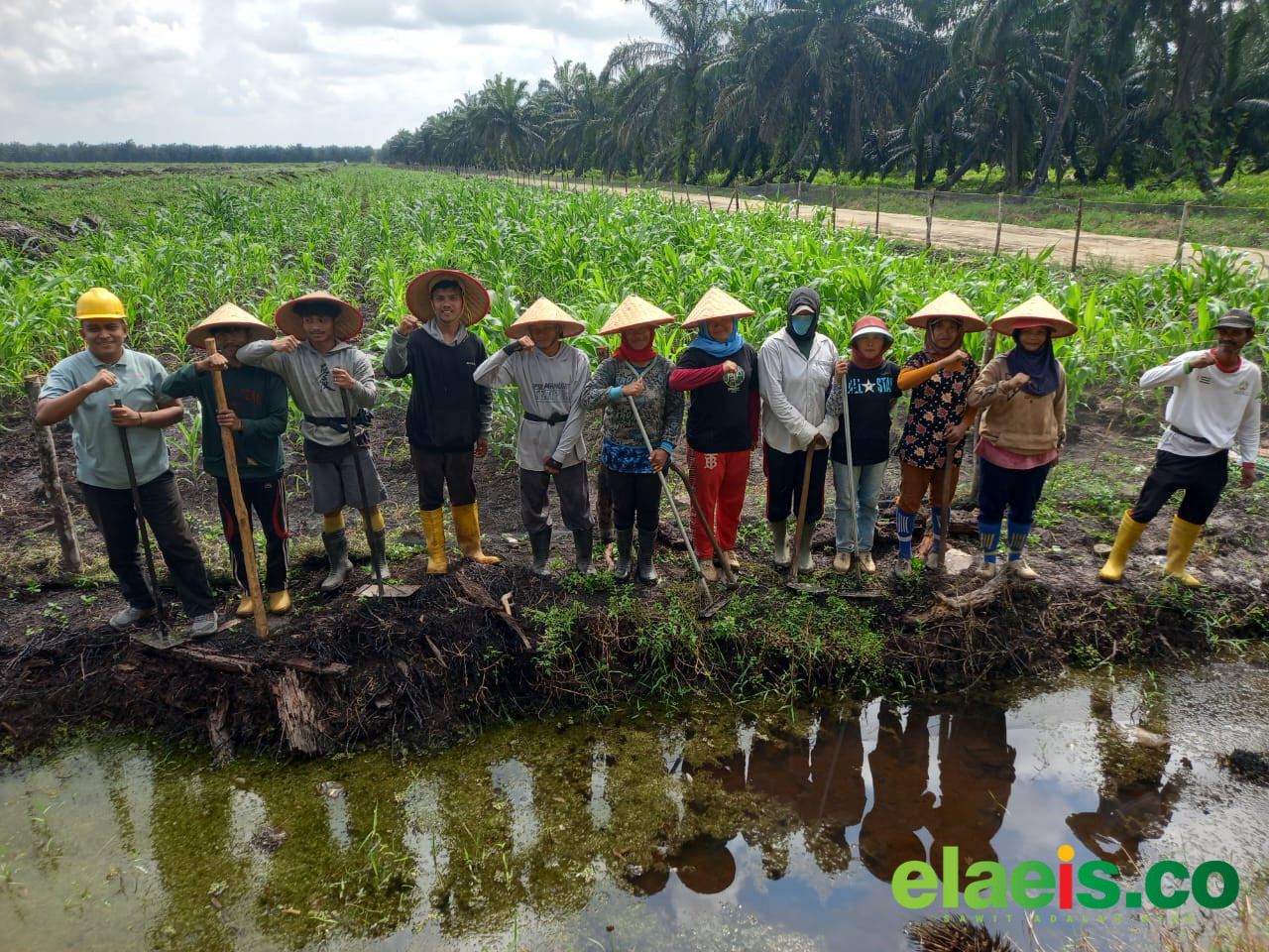 Dukung Swasembada Pangan, 10 Hektar Lahan Koppsa-M Ditanami Jagung Pipil - Mendukung target pemerintah dalam memenuhi swasembada pangan, Koperasi Produksi Sawit Makmur (Koppsa-M) tanami lahan seluas 10 hektar dengan tanaman jagung pipil. Lagan tersebut merupakan lahan non pr