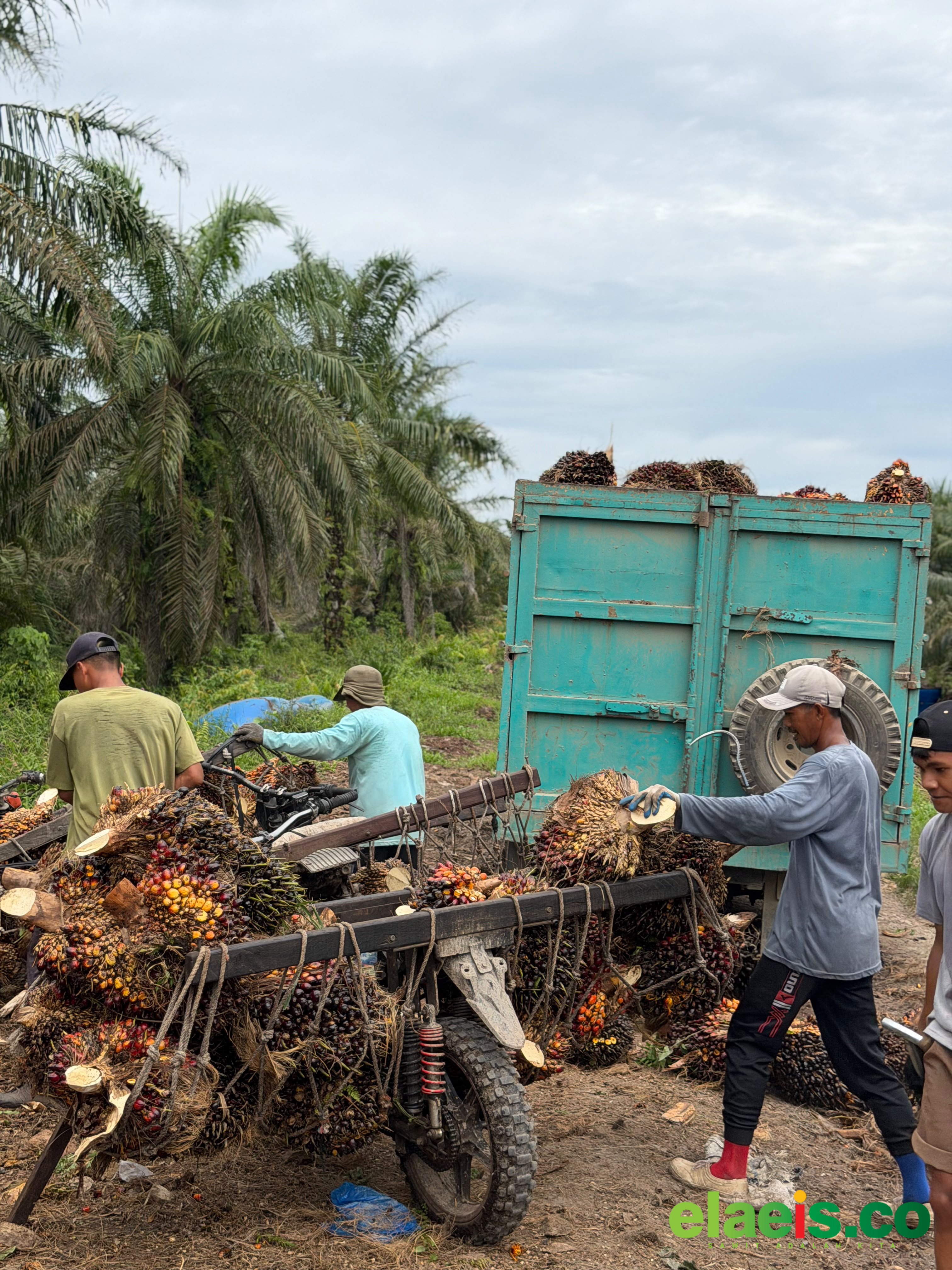 Harga CPO Naik, Harga Sawit Plasma Riau Ikut Terkerek - Harga kelapa sawit kemitraan plasma di Riau periode ini mengalami kenaikan. Ini akibat harga jual CPO yang juga menguat Minggu ini.