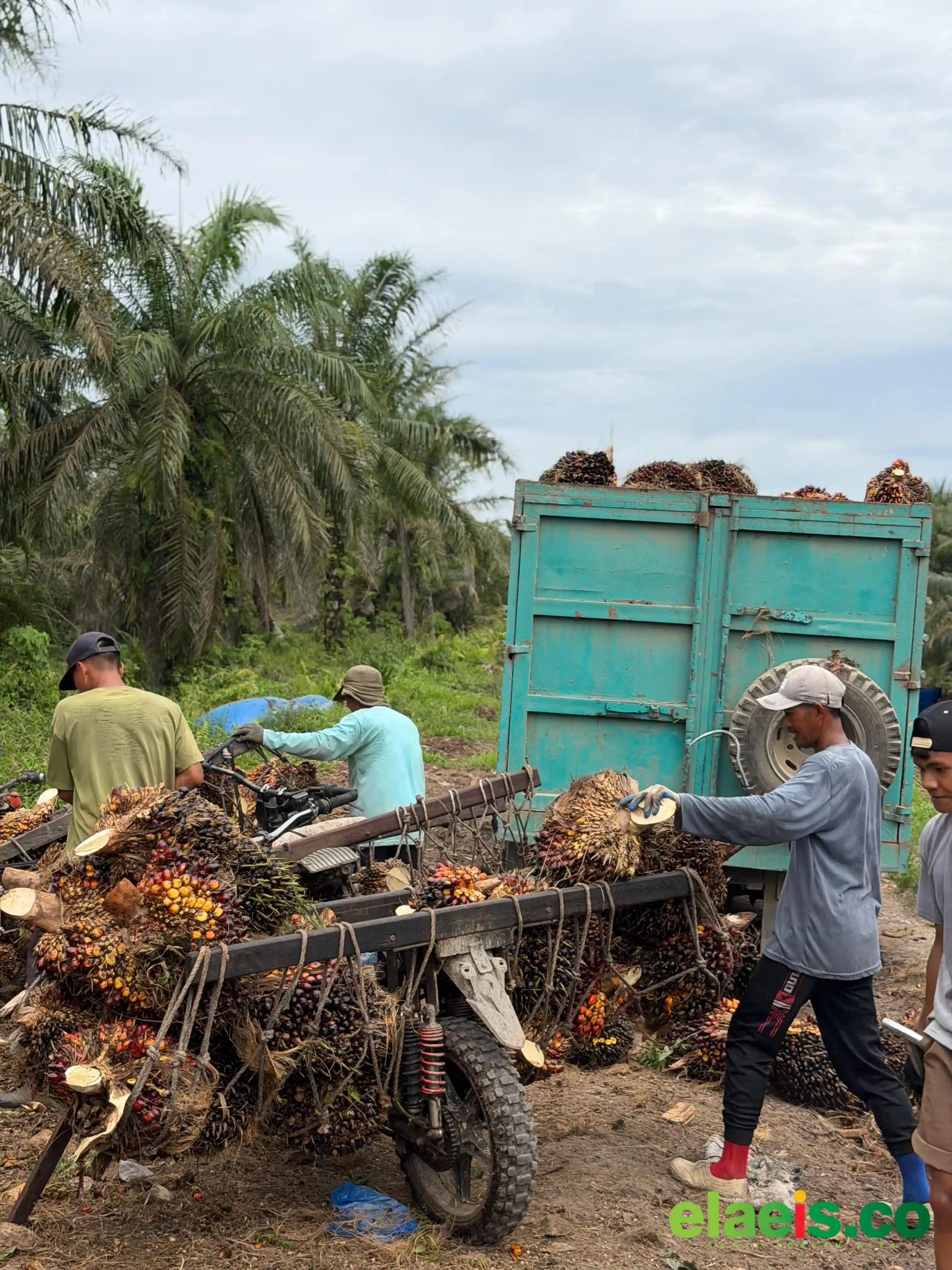 Harga CPO Naik, Harga Sawit Plasma Riau Ikut Terkerek