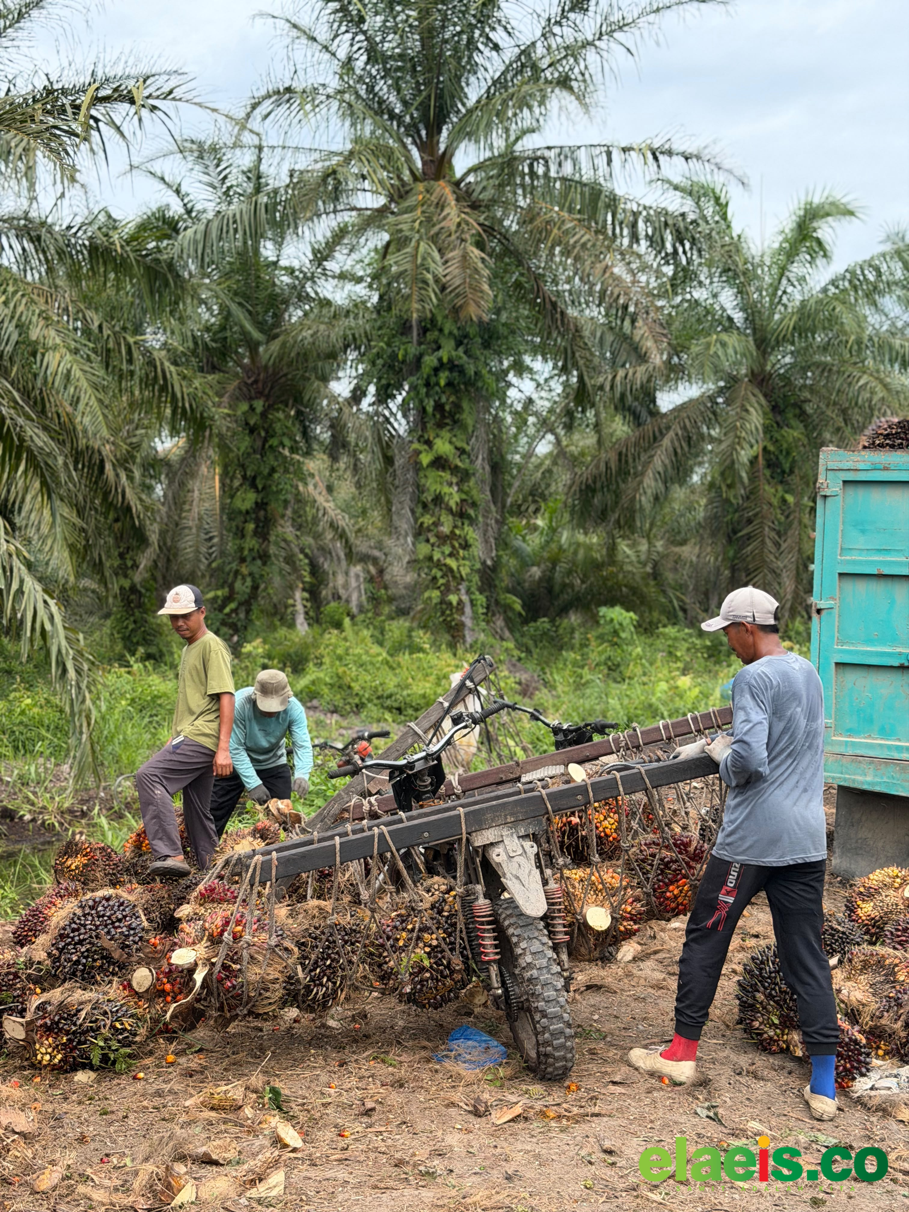 Naik Lagi, Sawit Plasma Sumut Dibeli Rp3.879,39/kg - Harga kelapa sawit mitra plasma di Provinsi Sumatera Utara (Sumut) kembali mengalami kenaikan minggu ini. Berdasarkan hasil rapat penetapan di Dinas Perkebunan Sumut harganya dibeli Rp3.879,39/kg.