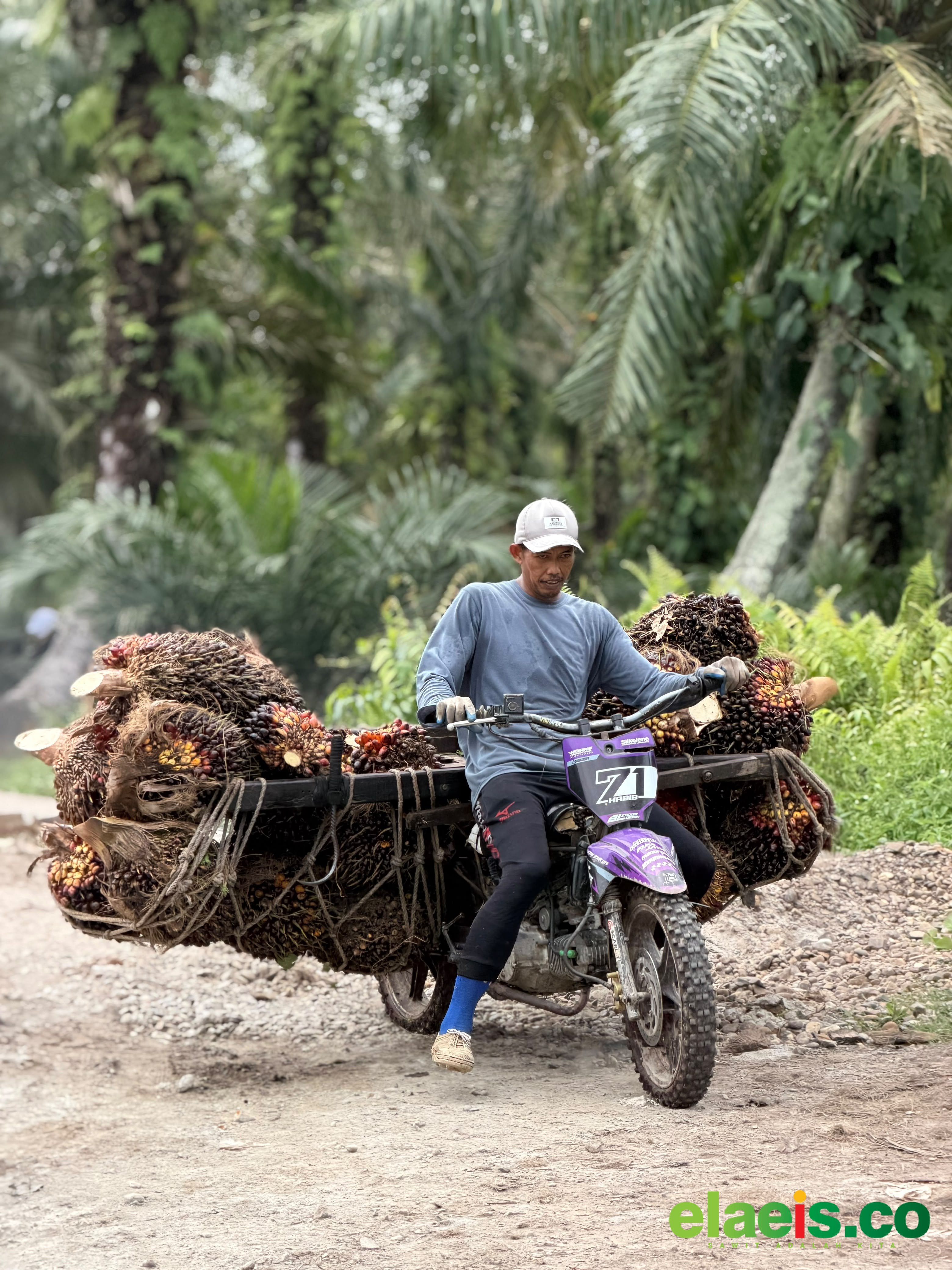 Sawit Swadaya Sumut Rata - Rata Dibeli Rp2.450 - Rp3.150/kg - Harga Tandan Buah Segar (TBS) kelapa sawit swadaya di berbagai kabupaten dan kota di Sumatera Utara (Sunut) menunjukkan pergerakan yang cukup beragam. Berdasarkan laporan yang dihimpun dari Dinas Perk
