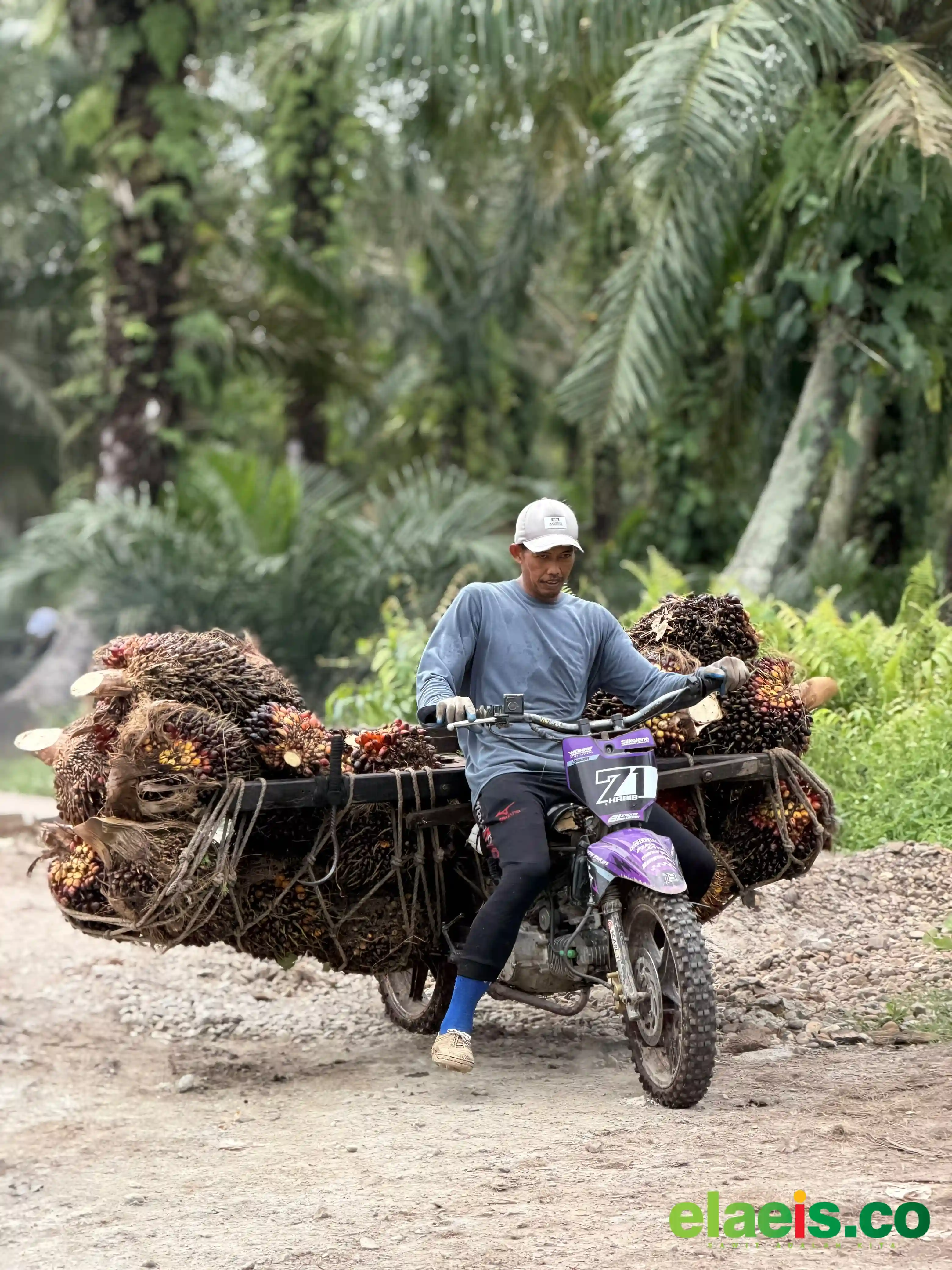 Sawit Swadaya Sumut Rata - Rata Dibeli Rp2.450 - Rp3.150/kg