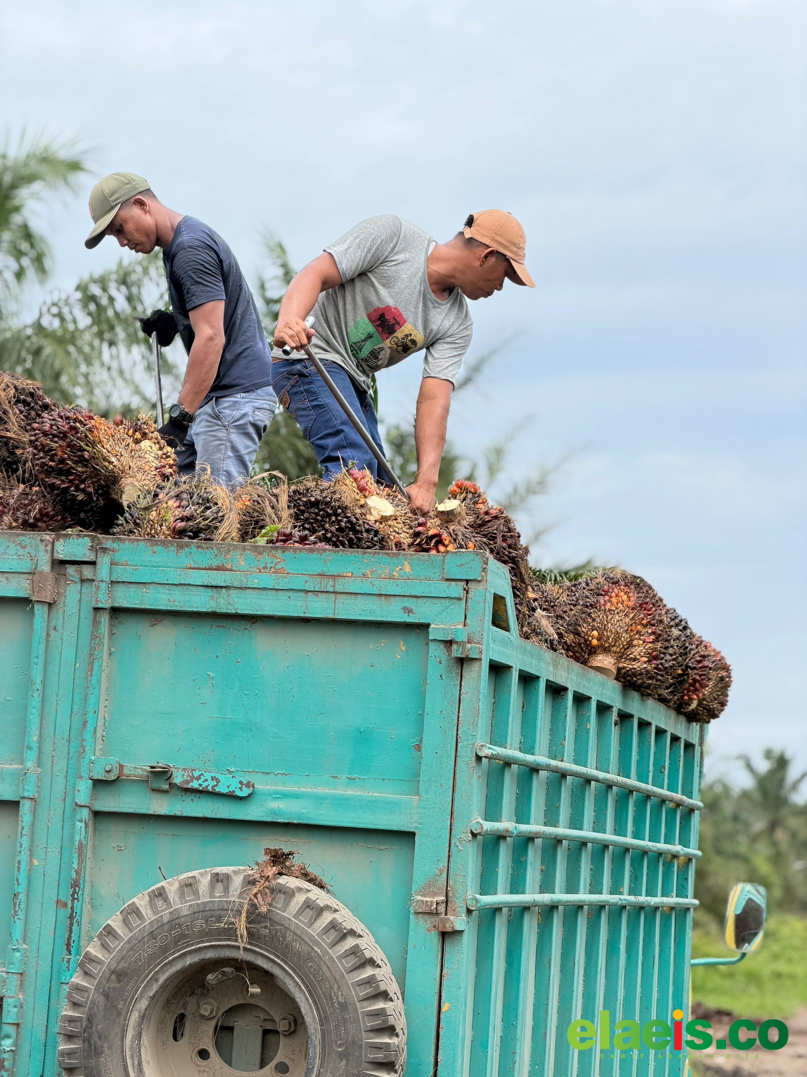 Harga Sawit Jambi Tembus Rp3.706,58/kg - Berdasarkan hasil rapat penetapan dinas perkebunan Provinsi Jambi, harga kelapa sawit periode ini dibeli Rp3.706,58/kg. Harga ini dinilai stabil lantaran hanya turun sebesar Rp0,09/kg.