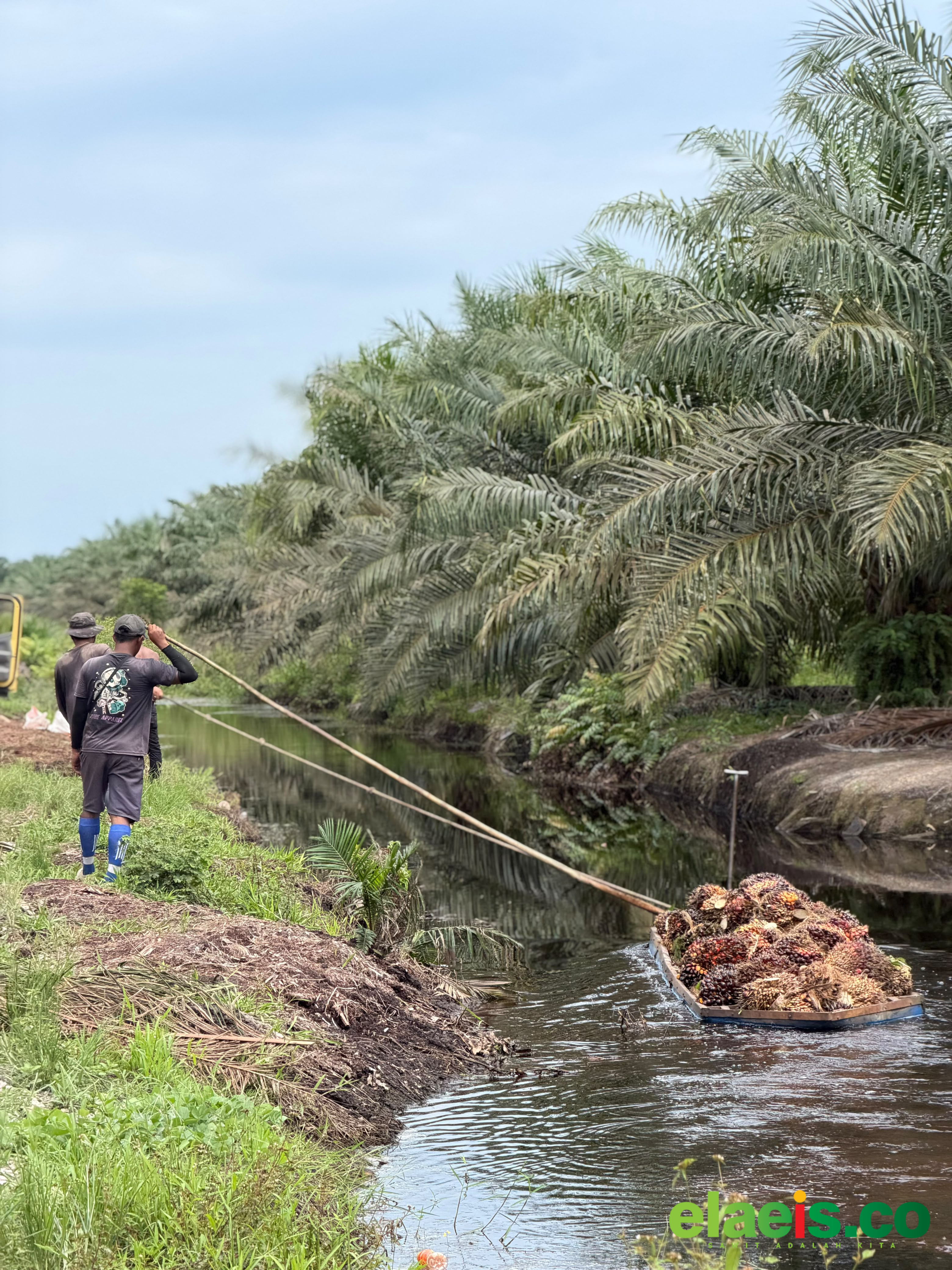 Minggu Depan, Sejumlah PKS di Pessel Akan Dipanggil DPRD Pessel - Sejumlah Pabrik Kelapa Sawit (PKS) yang beroperasi di Kabupaten Pesisir Selatan (Pessel) minggu depan akan diundang DPRD Pessel. Undangan tersebut berkaitan dengan Rapat Dengar Pendapat (RDP) mengenai