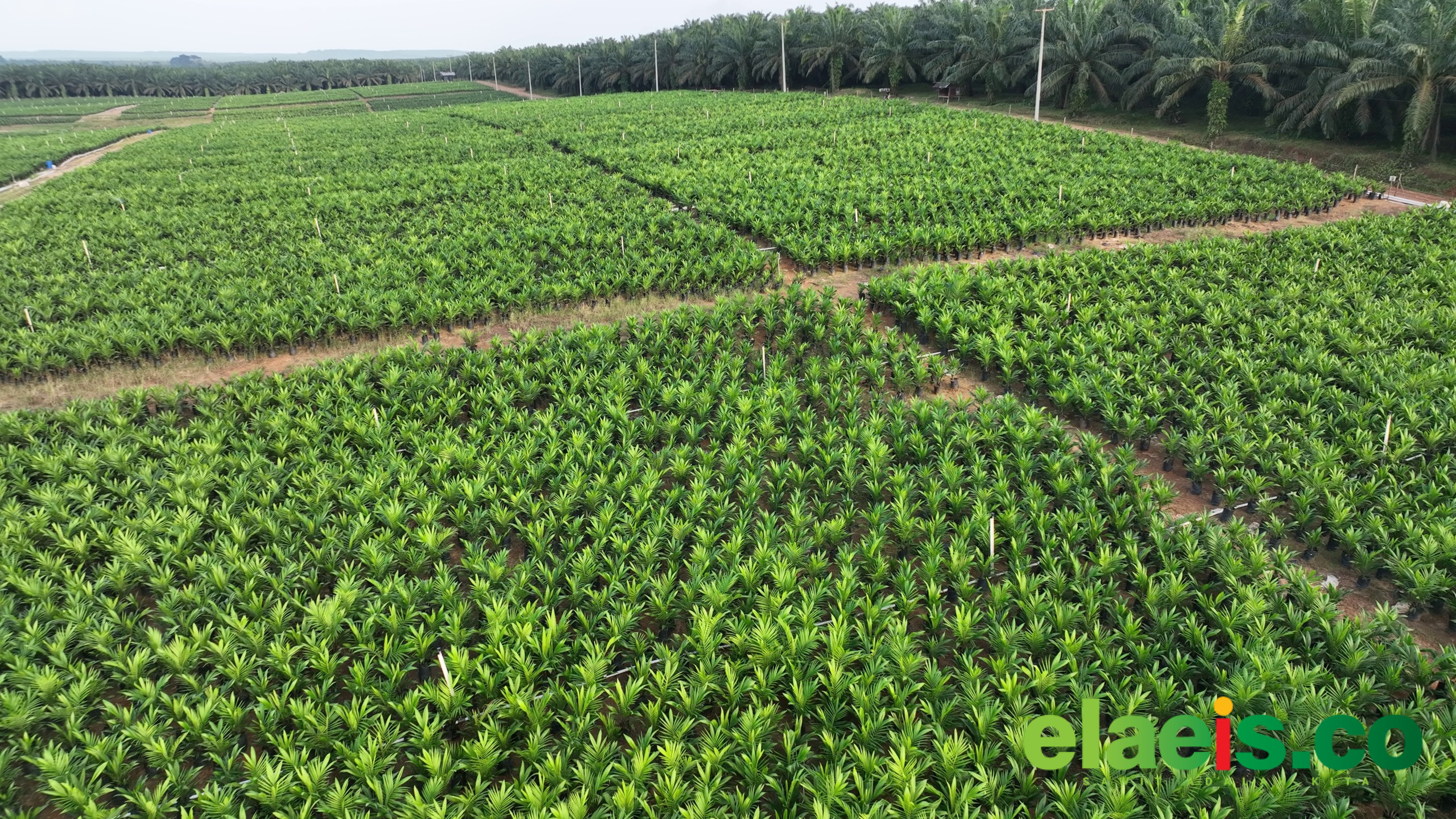 PTPN IV PalmCo Akselerasi Peremajaan Sawit Petani di Riau Perkuat Implementasi Program B50 - PTPN IV PalmCo terus mengakselerasi peremajaan sawit petani di Riau sebagai bagian mendukung implementasi program B50 atau kebijakan mandatori pemerintah Indonesia yang mewajibkan campuran bahan bakar