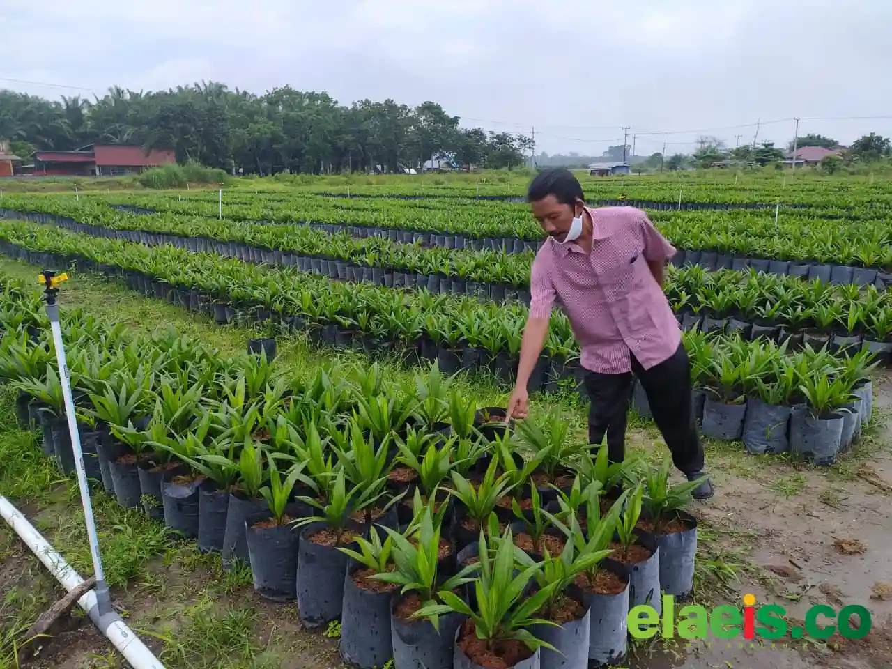 Lulus Administrasi, 154 Anak Petani Sawit Bengkalis Siap Ikuti Seleksi Beasiswa Sawit