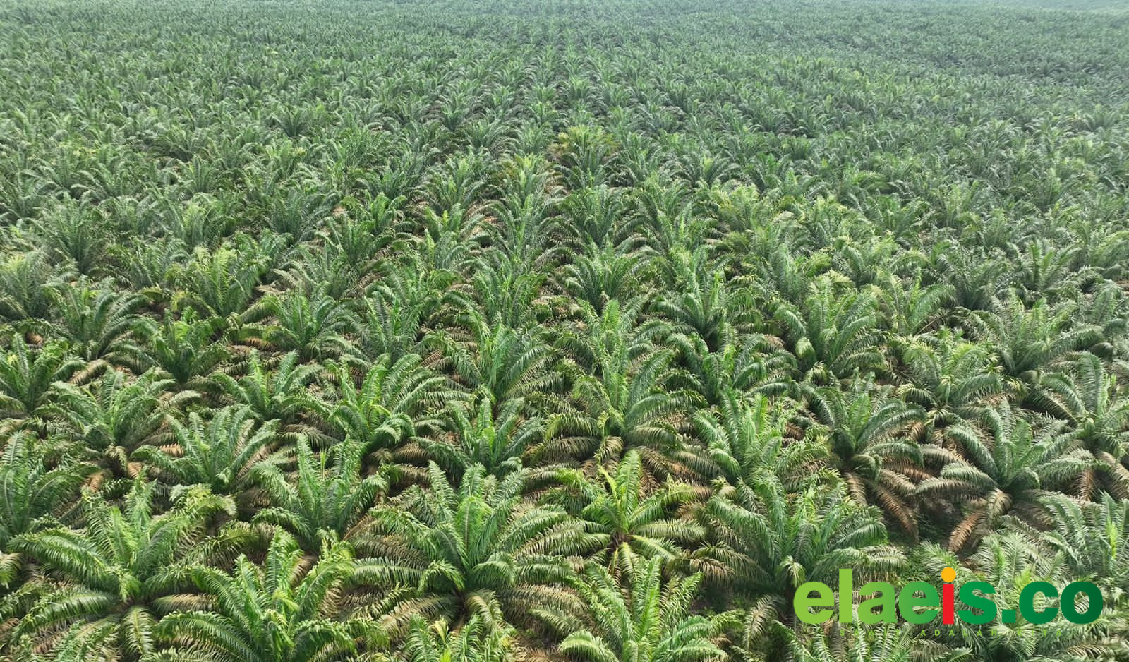 Narkoba, Penyebab Sawit Rakyat di Sumut Rentan Pencurian Terorganisir Disertai Kekerasan - Keluhan tentang maraknya pencurian tandan buah segar (TBS) kelapa sawit masih sering terdengar di berbagai sentra perkebunan, termasuk di Sumatera Utara. Tidak hanya kebun perusahaan, petani kecil pun