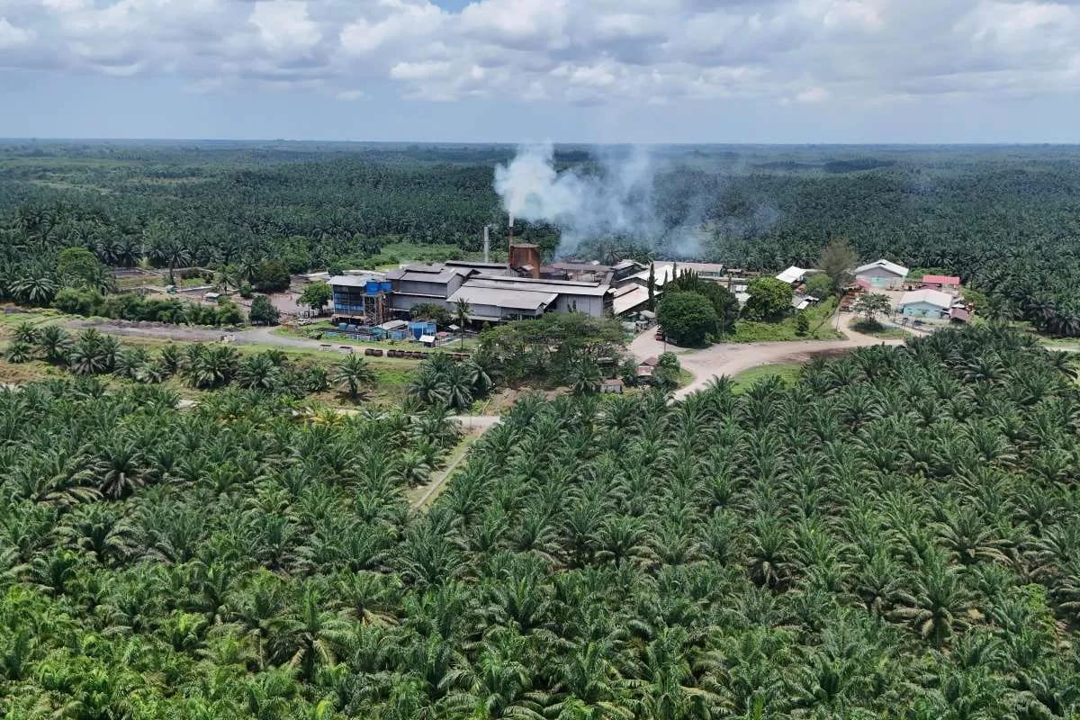 Dewan Minyak Sawit Malaysia Ramal CPO Tembus di Atas RM4.400 per Ton Juli 2026, Ini Pemicunya! - MPOC memproyeksikan harga CPO akan bertahan di atas RM4.400 per ton pada Juli 2026 di tengah dinamika pasar minyak sawit global yang menguat.