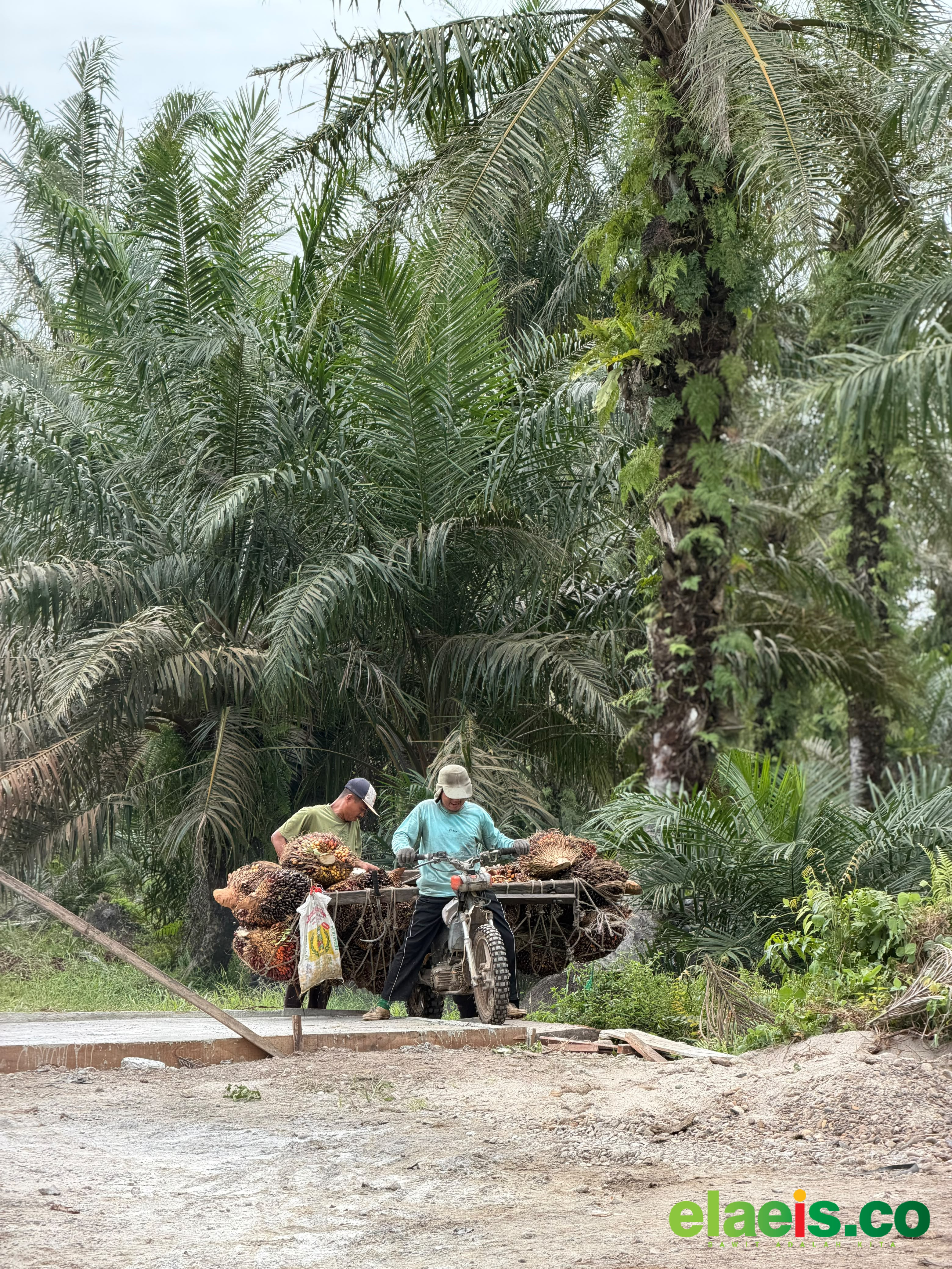 Harga Sawit Mitra Swadaya Riau Terus Pepet Harga Sawit Mitra Plasma - Akibat naiknya harga jual CPO dan Kernel, harga kelapa sawit mitra swadaya di Riau kembali terdongkrak Minggu ini. Harganya sepekan mendatang dibeli Rp3.707,61/kg.