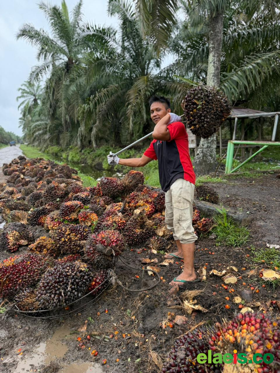 Harga Kelapa Sawit Swadaya di Sumut Rp2.800-Rp3.365/kg - Harga kelapa sawit  milik petani swadaya di Sumut pekan ini rata-rata dibeli Rp2.800-Rp3.365/kg. Berdasarkan data Dinas Perkebunan Sumut, harga paling tinggi ada di Kabupaten Mandailing Natal (Madina)