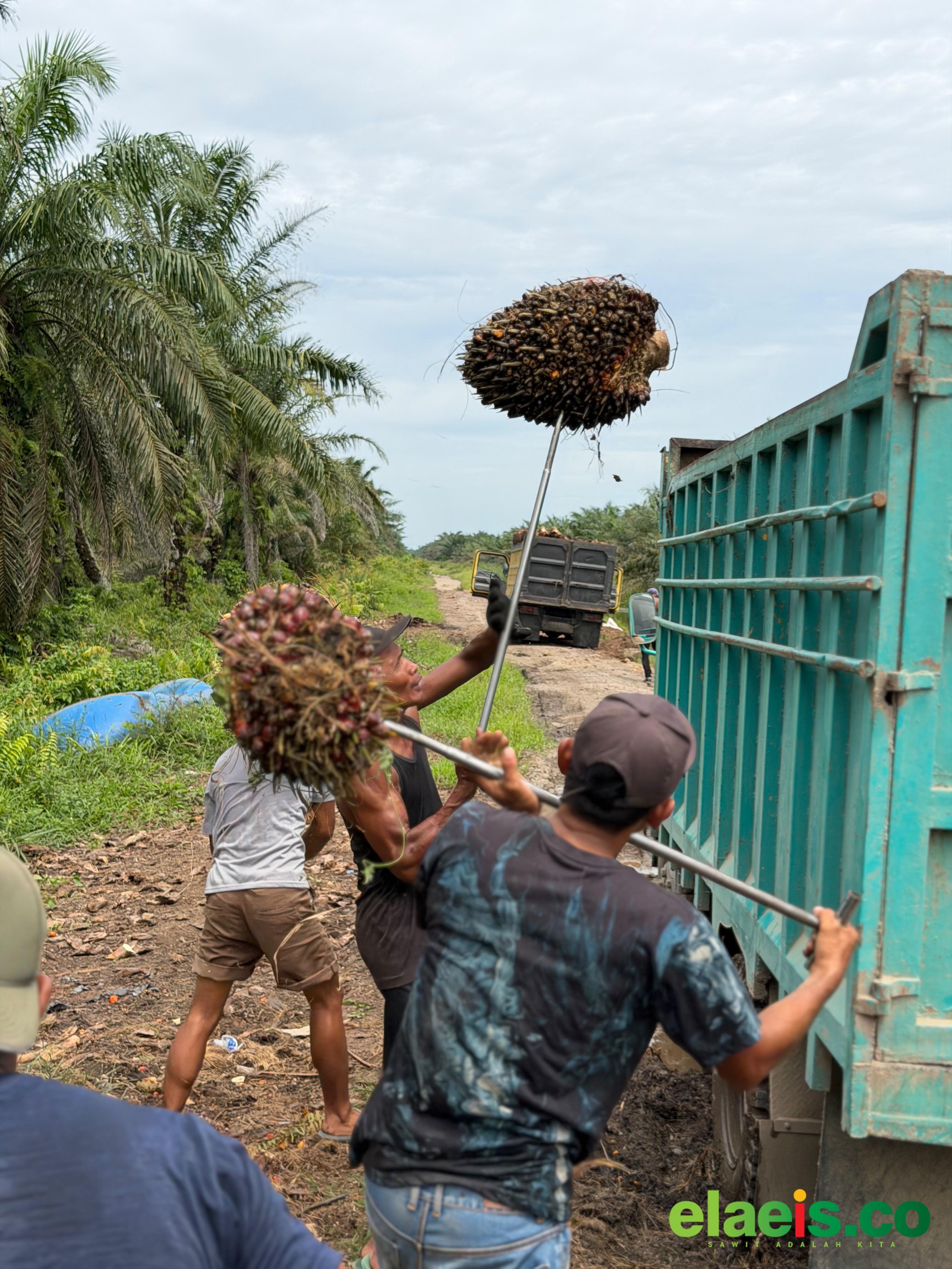 Harga Sawit di Jambi Cenderung Stabil - Periode akhir Juni, harga kelapa sawit di Provinsi Jambi dinilai masih stabil. Dimana harganya dibeli Rp3.706,55/kg hingga awal Juli mendatang.