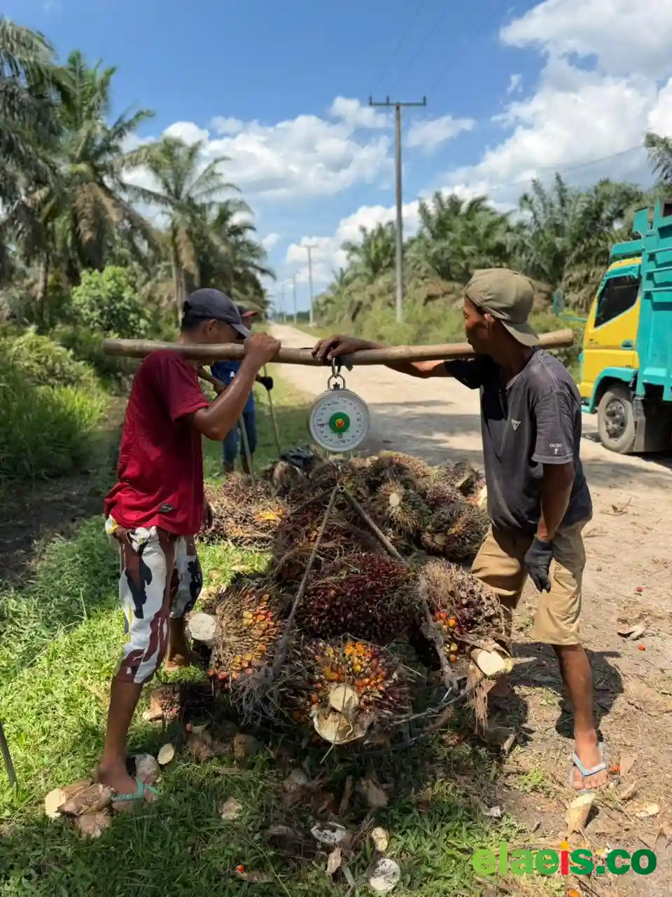 Jadi Urutan Tiga, Segini Harga Kelapa Sawit Sumbar Pekan Ini