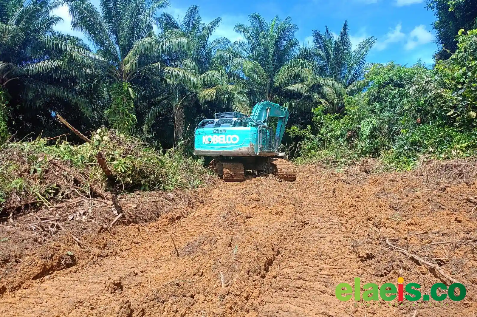 Kaoem Telapak Desak PT BSMJ Hentikan Ekspansi Sawit di Wilayah Adat Muara Tae