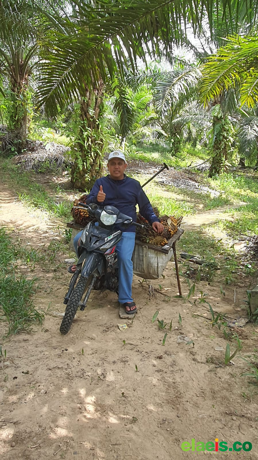 Petani Sambut Hangat Langkah Pemkab Kutim Jaring Investor Pamigo dan Biodisel - Pemerintah Kutai Timur (Kutim) Kalimantan Timur (Kaltim) saat ini membuka tangan untuk para investor yang hendak berusaha dalan membangun pabrik minyak goreng (Pamigo) dan Biodiesel di wilayahnya. Wil