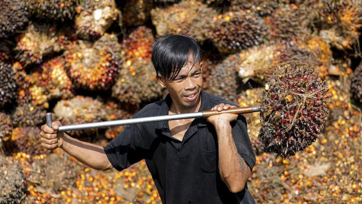 Sawit Indonesia Raja Dunia, Tapi Rendemen Petani Cuma 16 Persen, Apa yang Salah? - Indonesia jadi raja sawit dunia dengan 16,8 juta ha, namun rendemen petani hanya 16%.