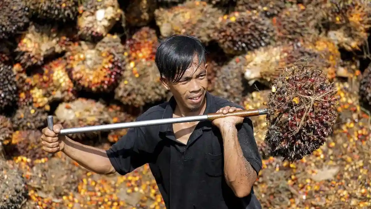 Sawit Indonesia Raja Dunia, Tapi Rendemen Petani Cuma 16 Persen, Apa yang Salah?