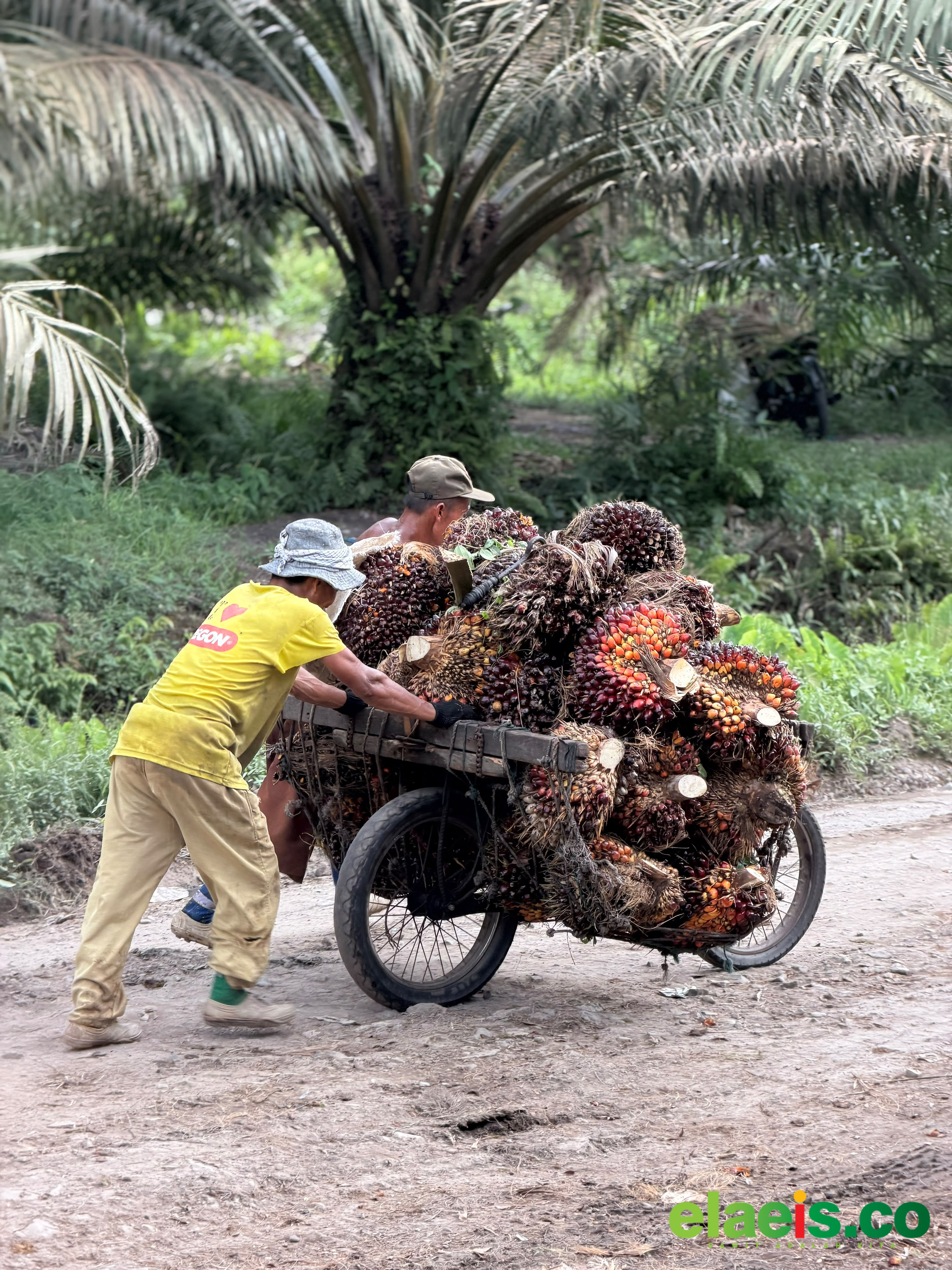 Batu Bara Menjadi Kabupaten Dengan Harga Sawit Swadaya Terendah di Sumut - Harga kelapa sawit di Kabupaten Batu Bara, menjadi harga sawit terendah Minggu ini. Berdasarkan data Dinas Perkebunan Sumatera Utara (Sumut), harganya hanya dibeli Rp2.780/kg.