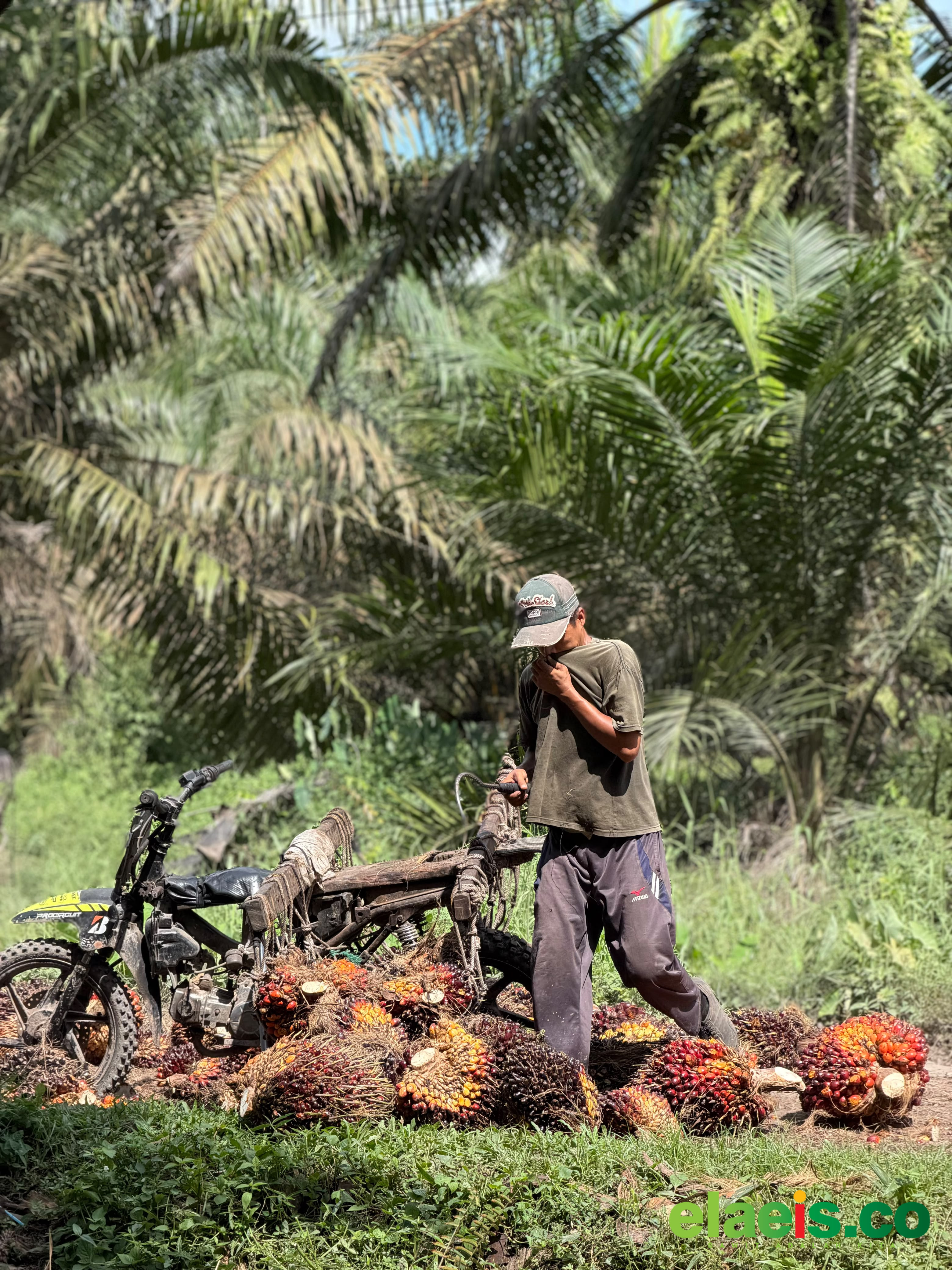 Produksi Rendah Hingga Kawasan Hutan Masih Jadi Tantangan Kebun PIR di Riau - Kebun kelapa sawit kemitraan dengan pola Perusahaan Inti Rakyat (PIR) masih dihadapkan sejumlah hambatan di provinsi Riau. Padahal kemitraan merupakan dasar dari perkembangan kelapa sawit itu sendiri