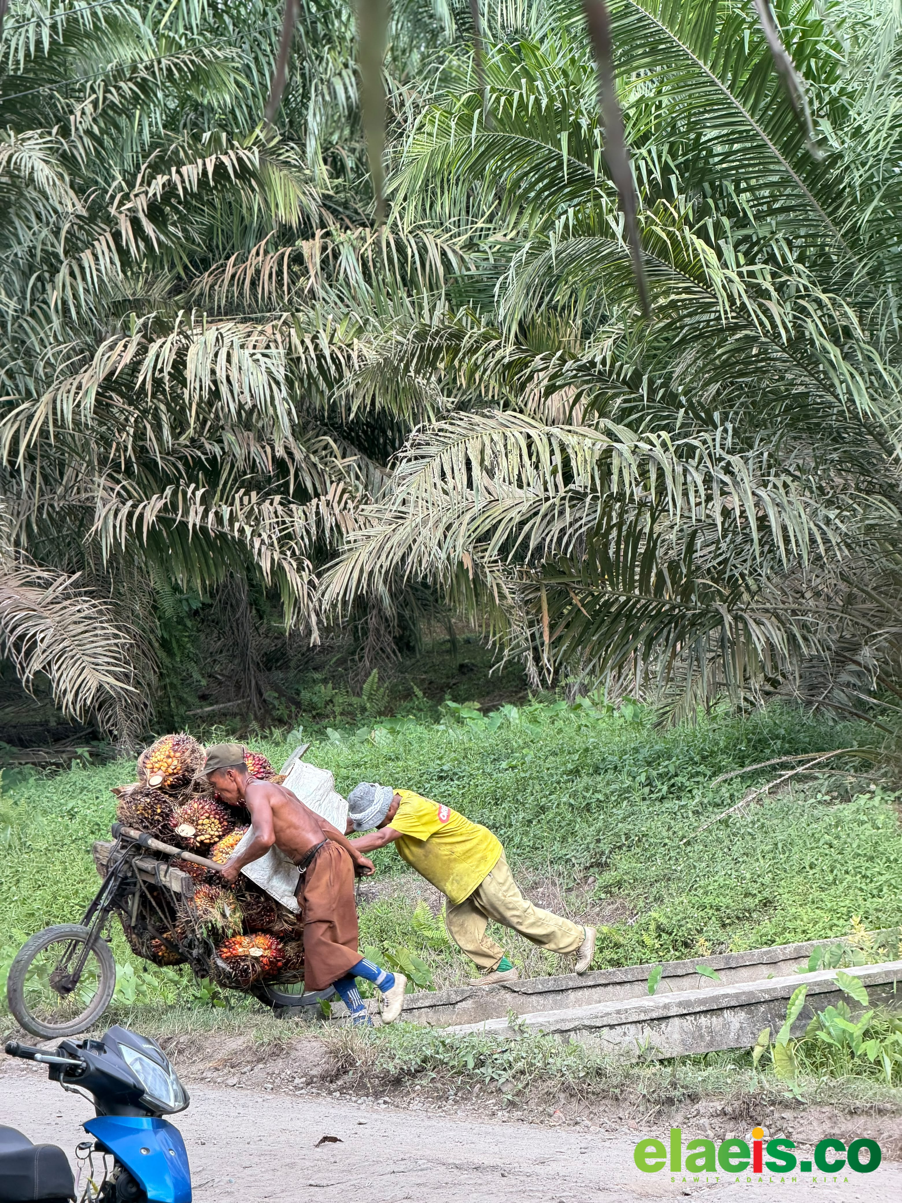 Jadi Komoditi Andalan, Begini Tantangan Kelapa Sawit Kedepan - Kelapa sawit saat ini menjadi salah satu komoditas andalan Indonesia. Selain berkontribusi sebagai penyumbang devisa negara terbesar dari sektor perkebunan, industri kelapa sawit juga melahirkan lapan