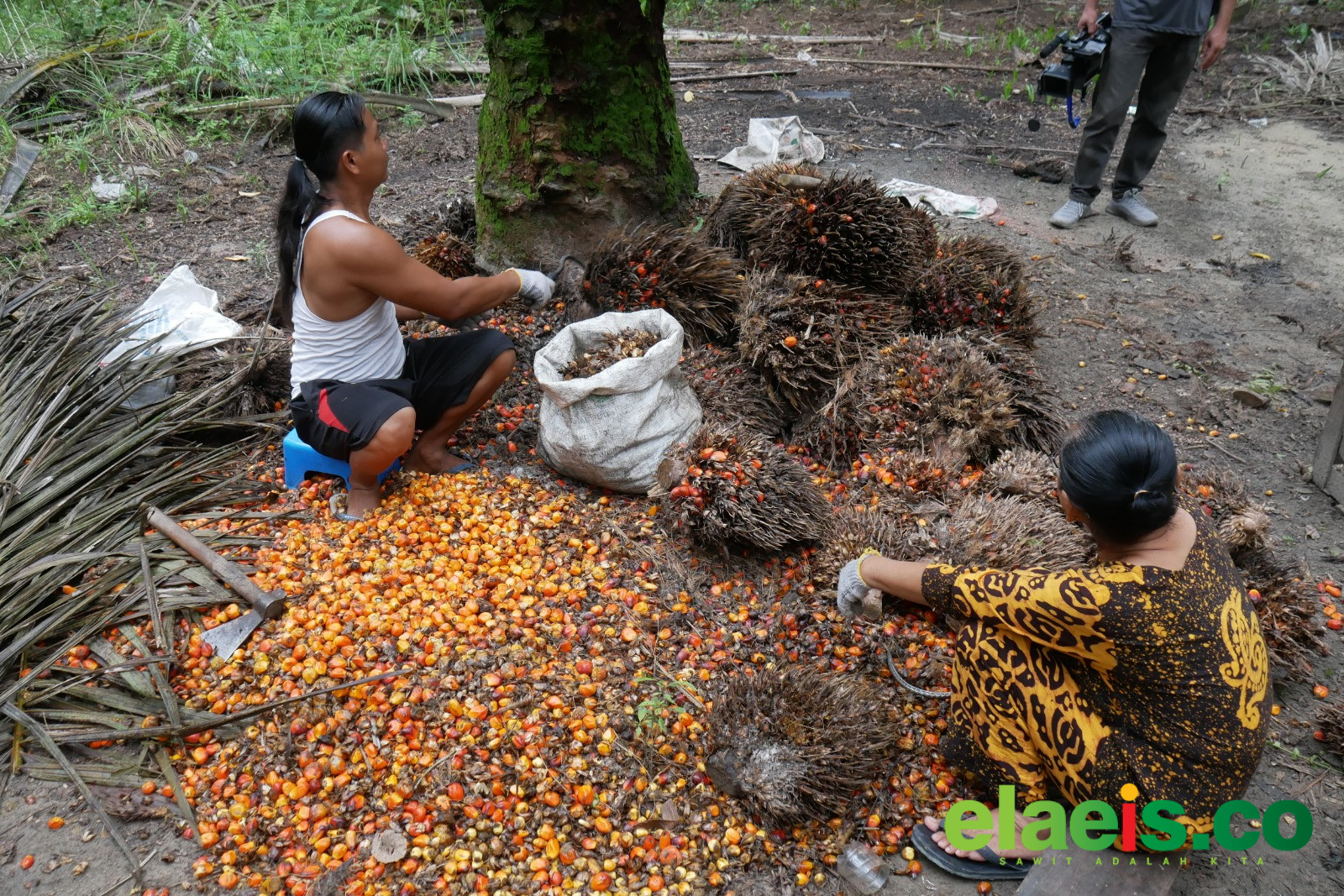 Pabrik Brondolan Menguntungkan Petani Sawit - Hadirnya pabrik kelapa sawit brondolan melahirkan pro kontra ditengah pelaku perkebunan kelapa sawit. Namun sejumlah petani mengaku bahwa hadirnya pabrik brondolan justru memberikan penghasilan tambah