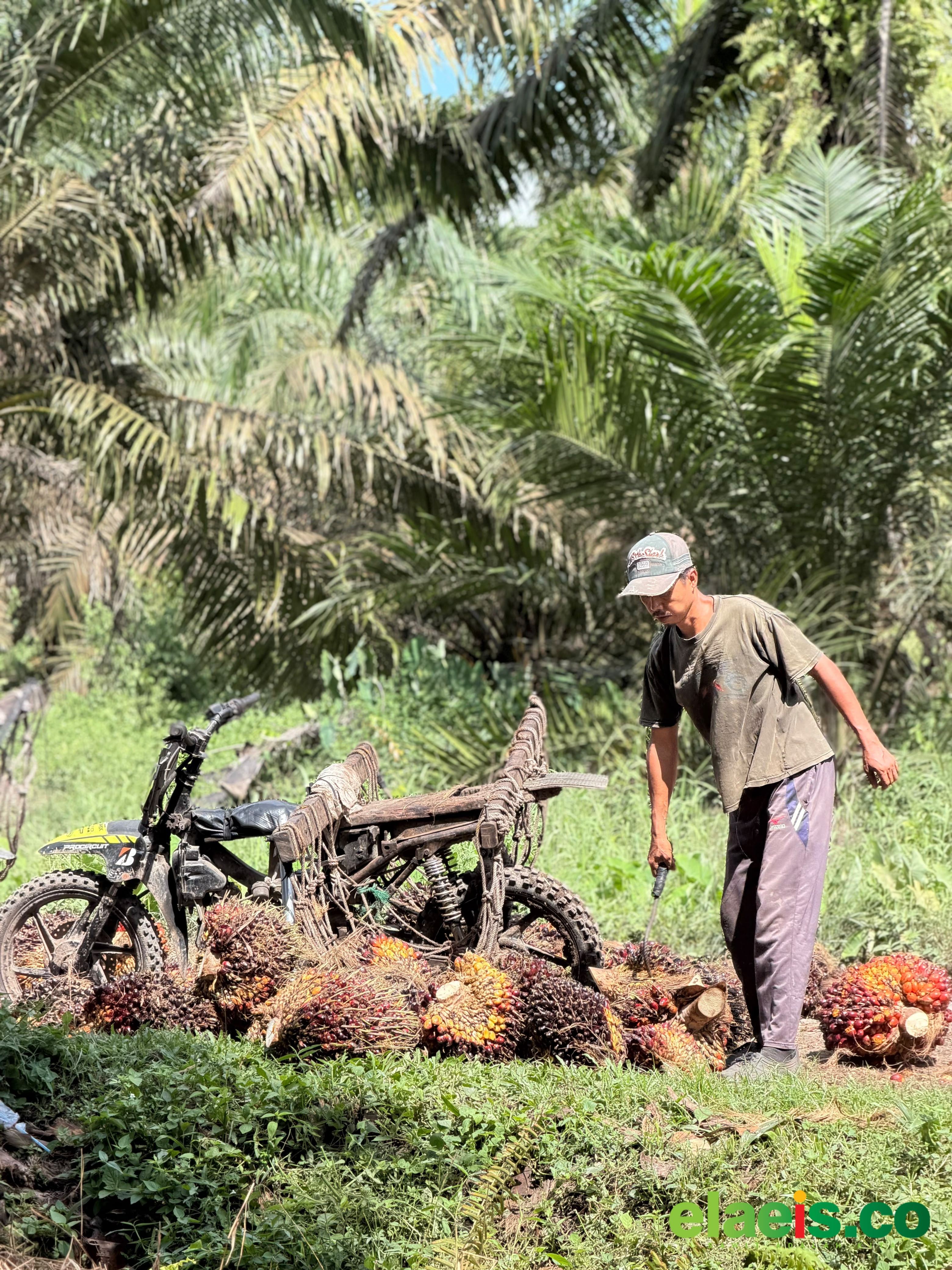 Produksi Stabil, Harga Sawit Aceh Makin Moncer Minggu Ini - Harga kelapa sawit di Provinsi Aceh mengalami kenaikan periode ini. Di samping harga yang mengalami kenaikan, produksi kebun juga semakin stabil.