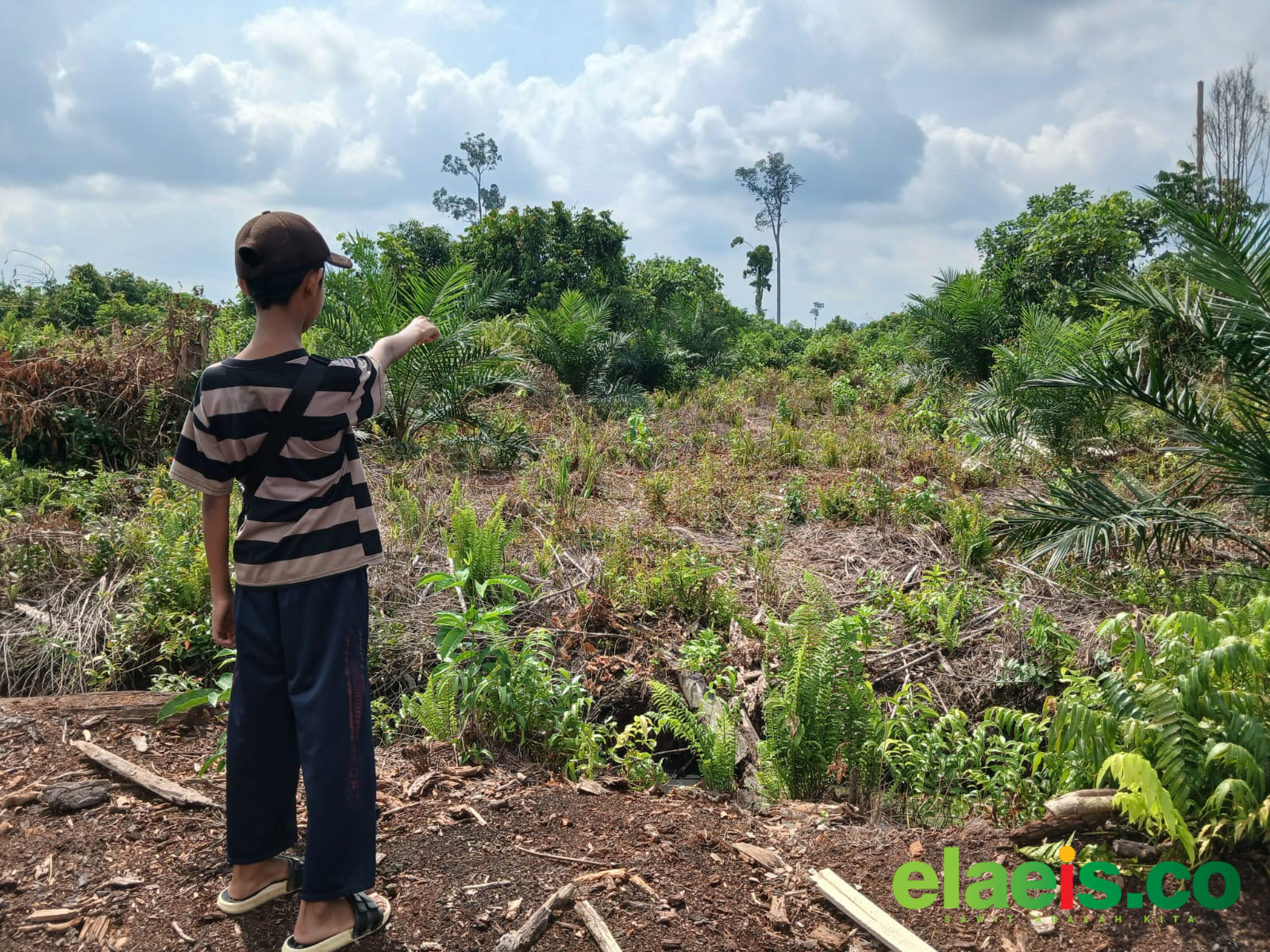 Lahan yang Ditanami Sawit Kena Jarah 'Bang Jago', Warga Temusai Siak Berontak, Bakal Tempuh Jalur Hukum - Sejumlah warga Desa Temusai di Kecamatan Bungaraya, Kabupaten Siak akan melaporkan dugaan tindak pidana penyerobotan lahan yang dilakukan Ardi Sembiring.